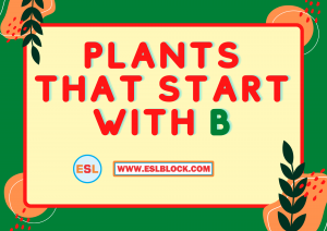 4 Letter Plants, 5 Letter Plants Starting With B, B Plants, B Plants in English, B Plants Names, English, English Grammar, English Vocabulary, English Words, List of Plants That Start With B, Plants List, Plants Names, Plants That Start With B, Vocabulary, Words That Start With B