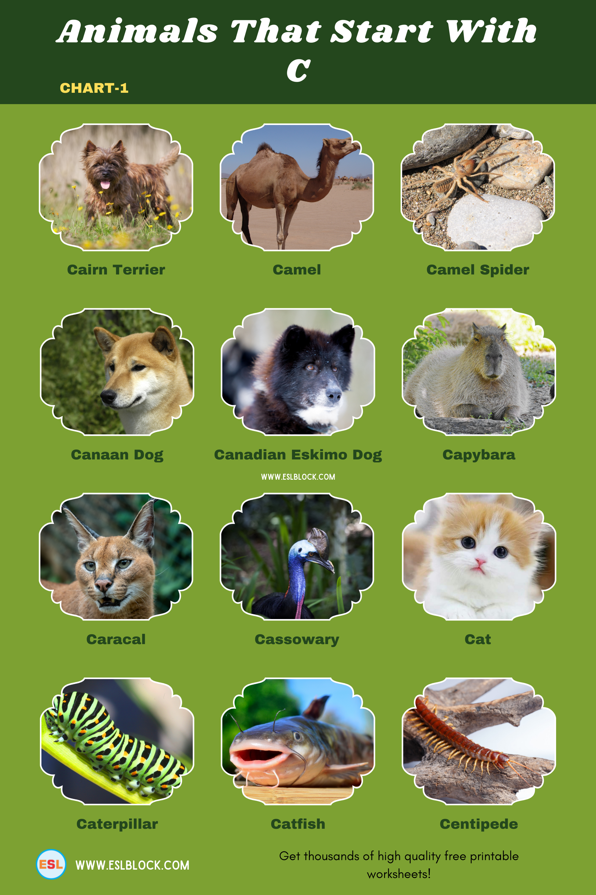 5 Letter Animals Starting With C, Animals List, Animals Names, Animals That Begins With C, Animals That Start With C, C Animals, C Animals in English, C Animals Names, English, English Nouns, English Vocabulary, English Words, List of Animals That Start With C, Nouns, Vocabulary