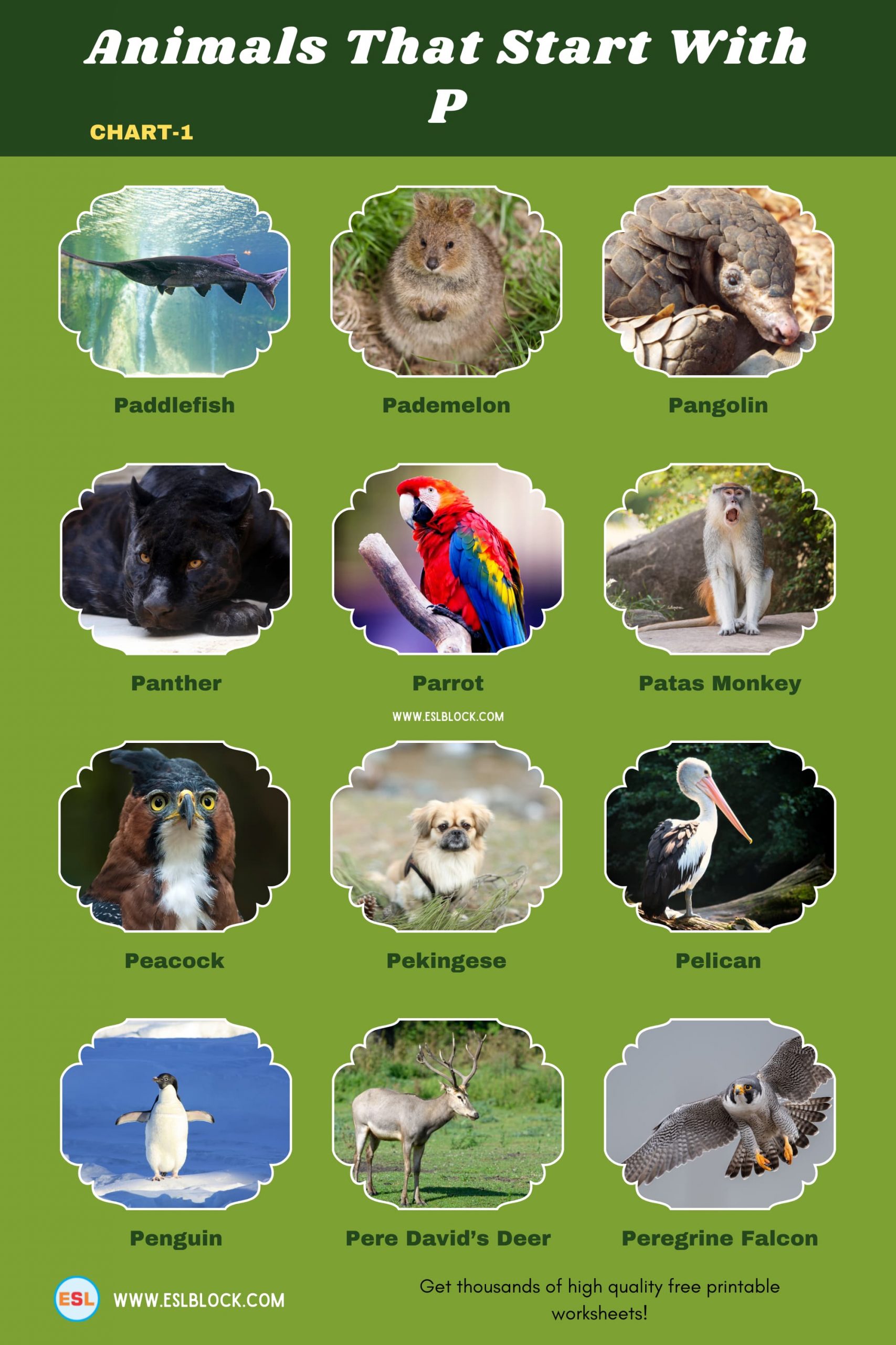5 Letter Animals Starting With P, Animals List, Animals Names, Animals That Begins With P, Animals That Start With P, English, English Nouns, English Vocabulary, English Words, List of Animals That Start With P, Nouns, P Animals, P Animals in English, P Animals Names, Vocabulary