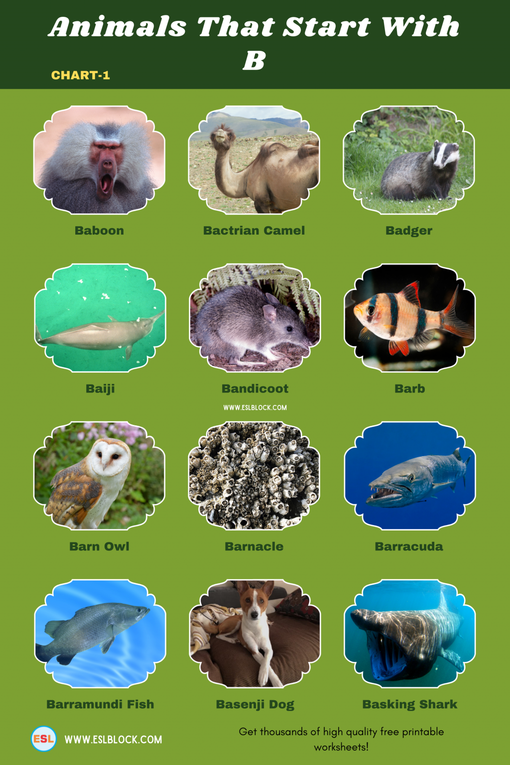 Animals That Start With B - English as a Second Language