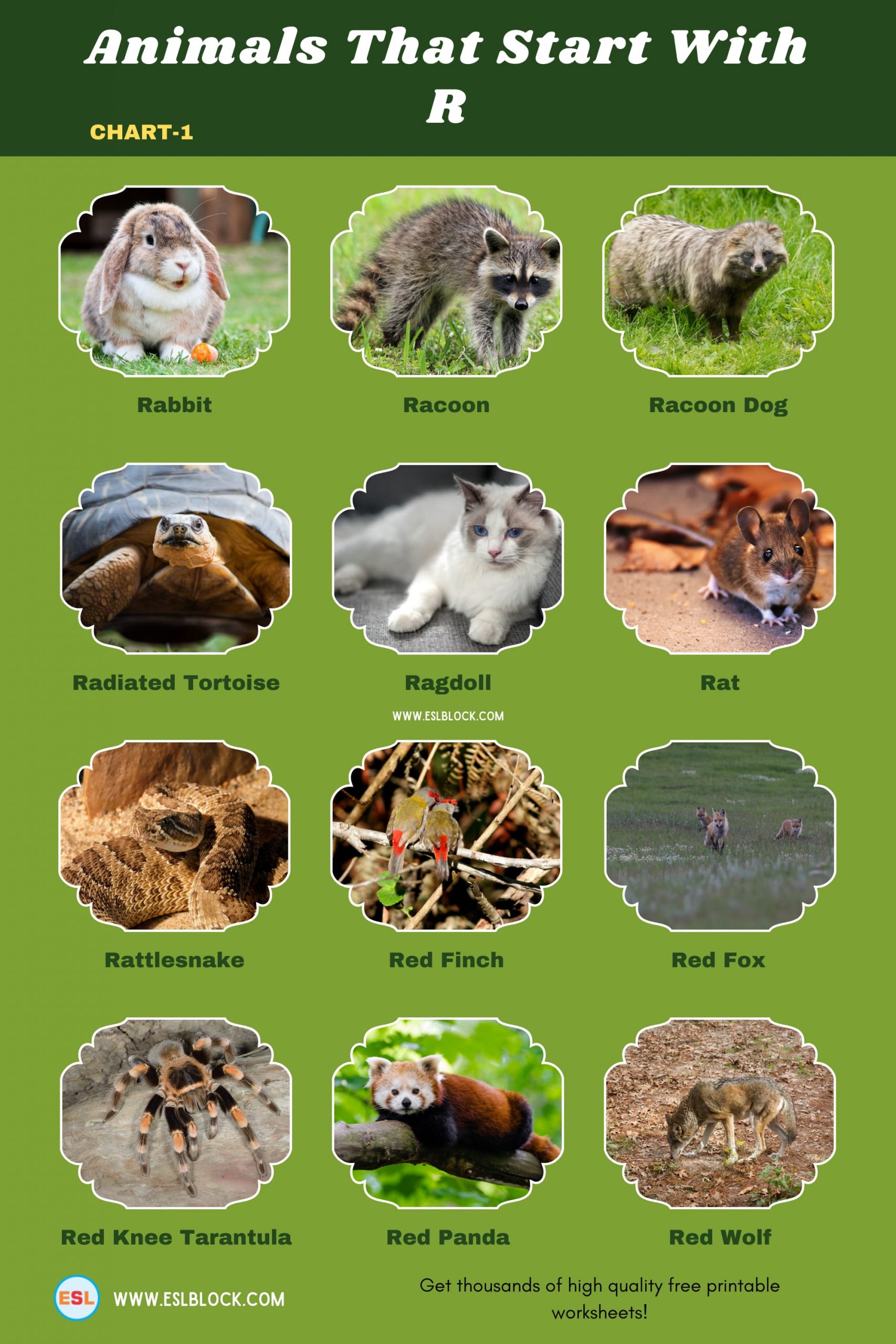 5 Letter Animals Starting With R, Animals List, Animals Names, Animals That Begins With R, Animals That Start With R, English, English Nouns, English Vocabulary, English Words, List of Animals That Start With R, Nouns, R Animals, R Animals in English, R Animals Names, Vocabulary