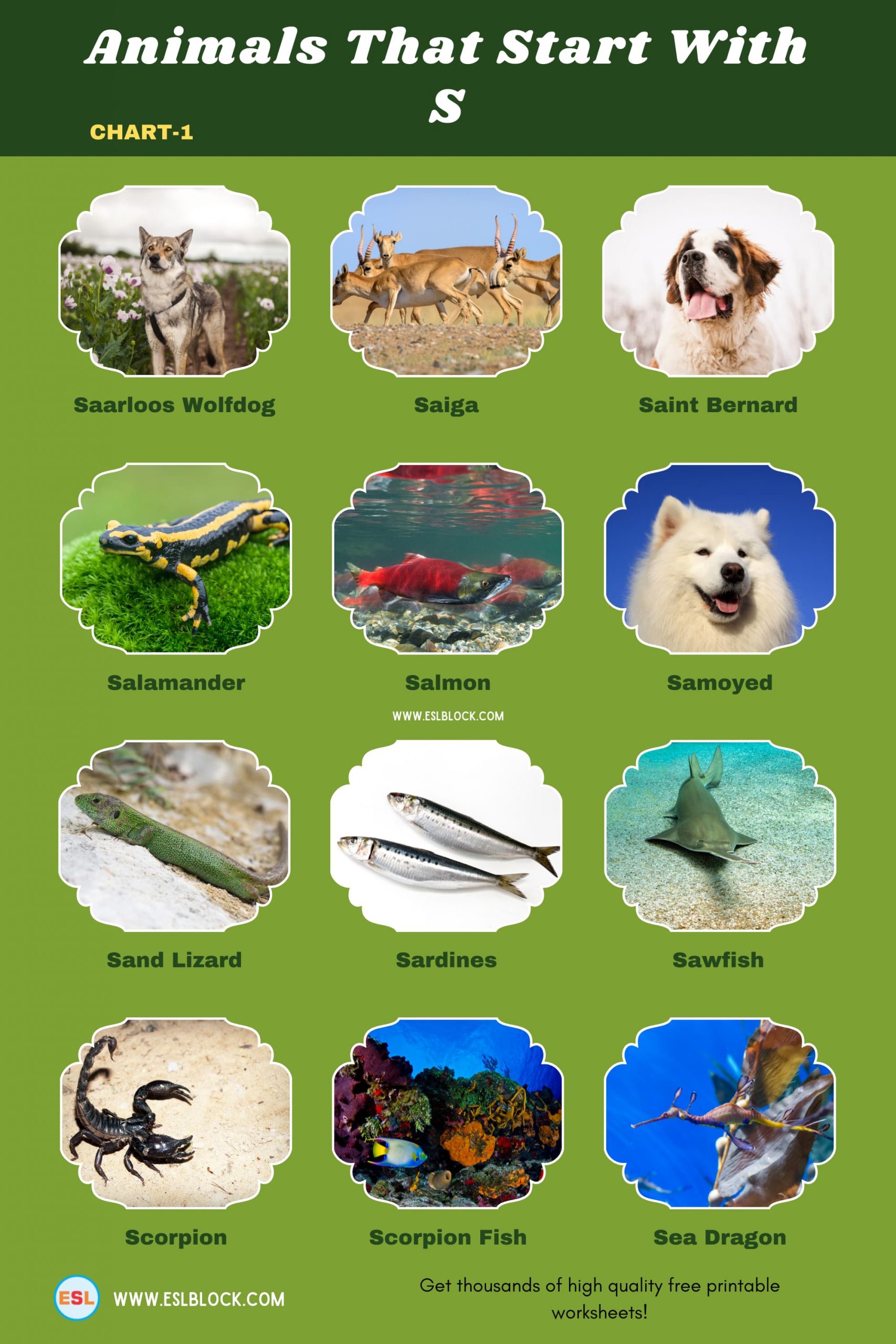 5 Letter Animals Starting With S, Animals List, Animals Names, Animals That Begins With S, Animals That Start With S, English, English Nouns, English Vocabulary, English Words, List of Animals That Start With S, Nouns, S Animals, S Animals in English, S Animals Names, Vocabulary