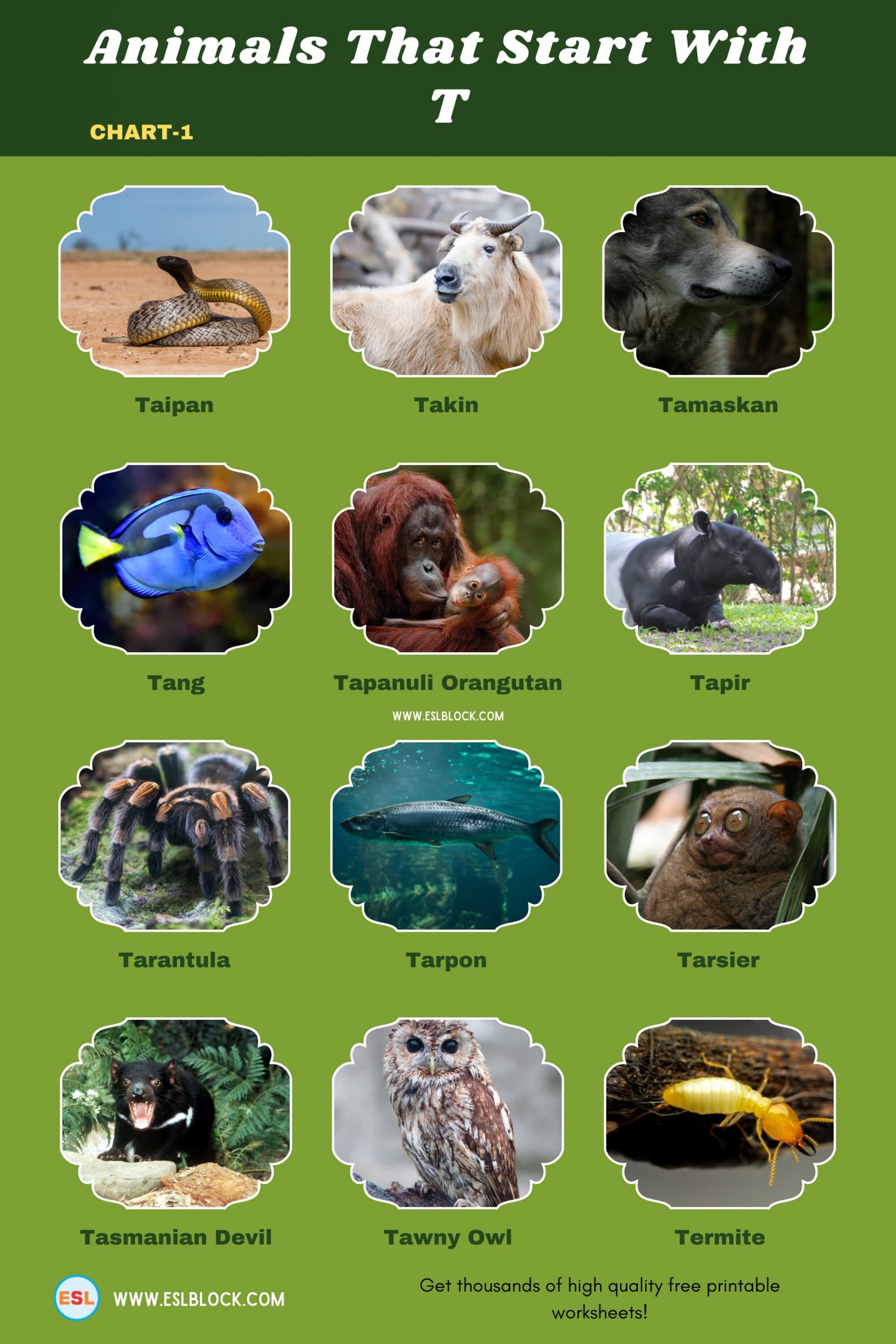 5 Letter Animals Starting With T, Animals List, Animals Names, Animals That Begins With T, Animals That Start With T, English, English Nouns, English Vocabulary, English Words, List of Animals That Start With T, Nouns, T Animals, T Animals in English, T Animals Names, Vocabulary