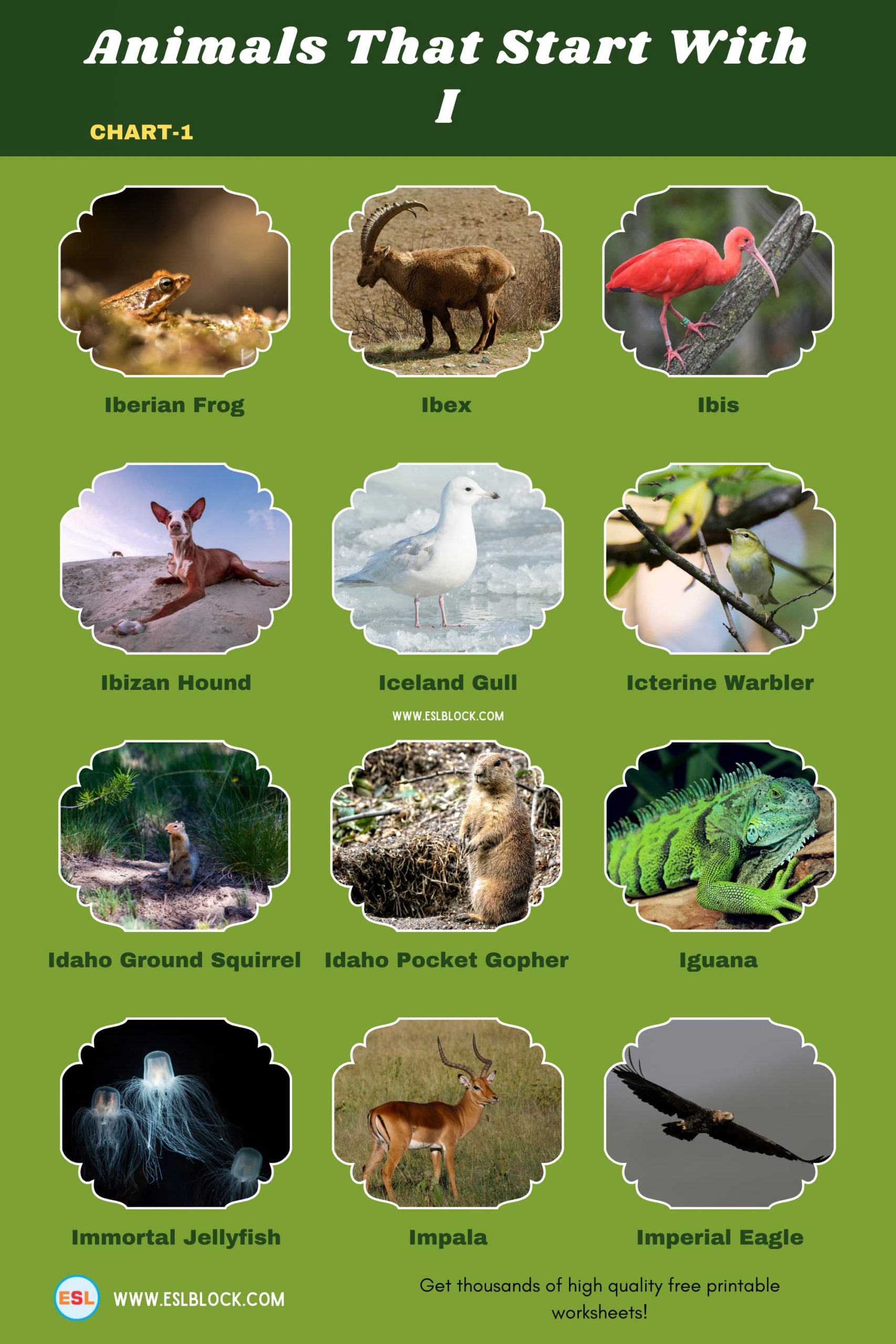 5 Letter Animals Starting With I, Animals List, Animals Names, Animals That Begins With I, Animals That Start With I, English, English Nouns, English Vocabulary, English Words, I Animals, I Animals in English, I Animals Names, List of Animals That Start With I, Nouns, Vocabulary