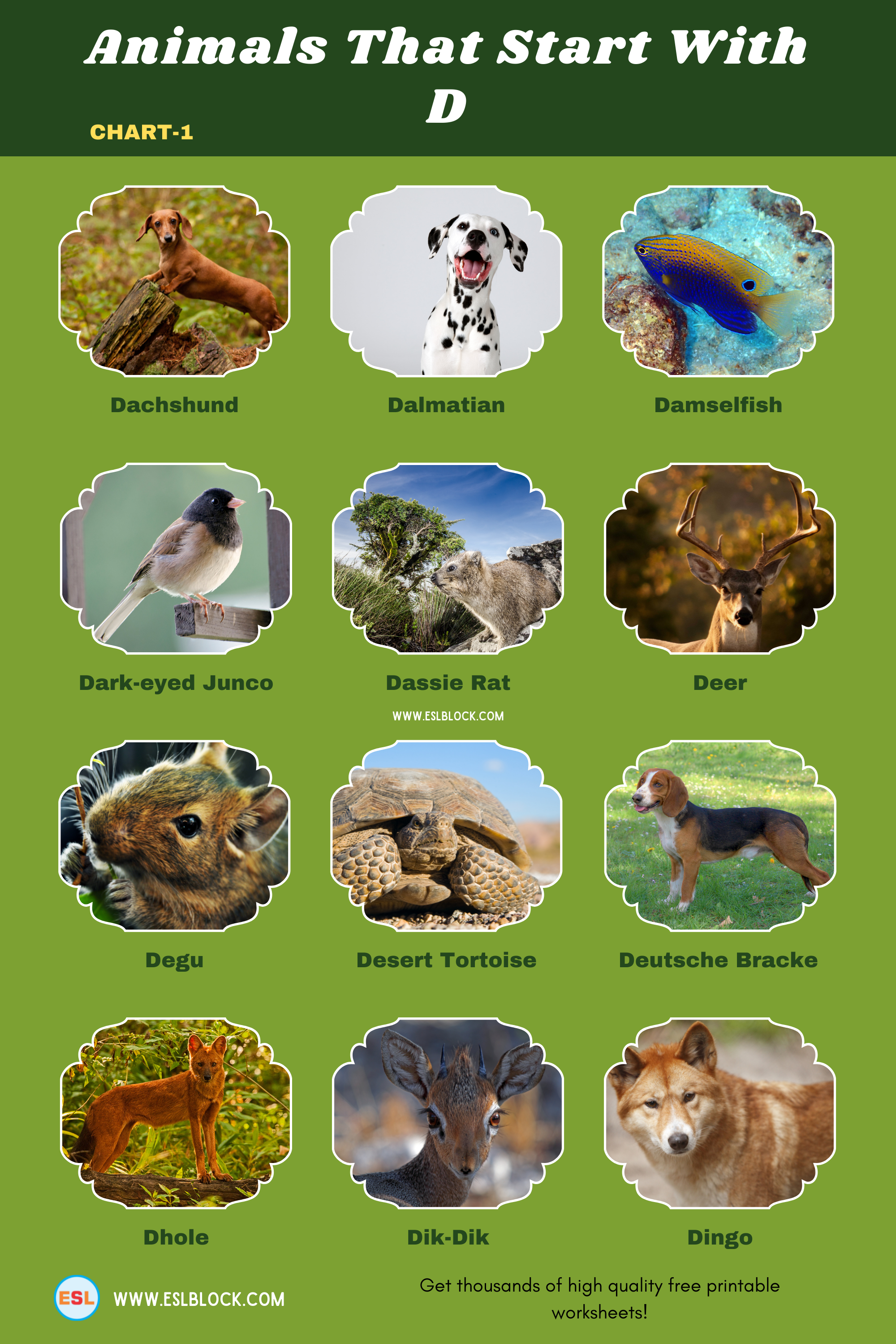 5 Letter Animals Starting With D, Animals List, Animals Names, Animals That Begins With D, Animals That Start With D, D Animals, D Animals in English, D Animals Names, English, English Nouns, English Vocabulary, English Words, List of Animals That Start With D, Nouns, Vocabulary