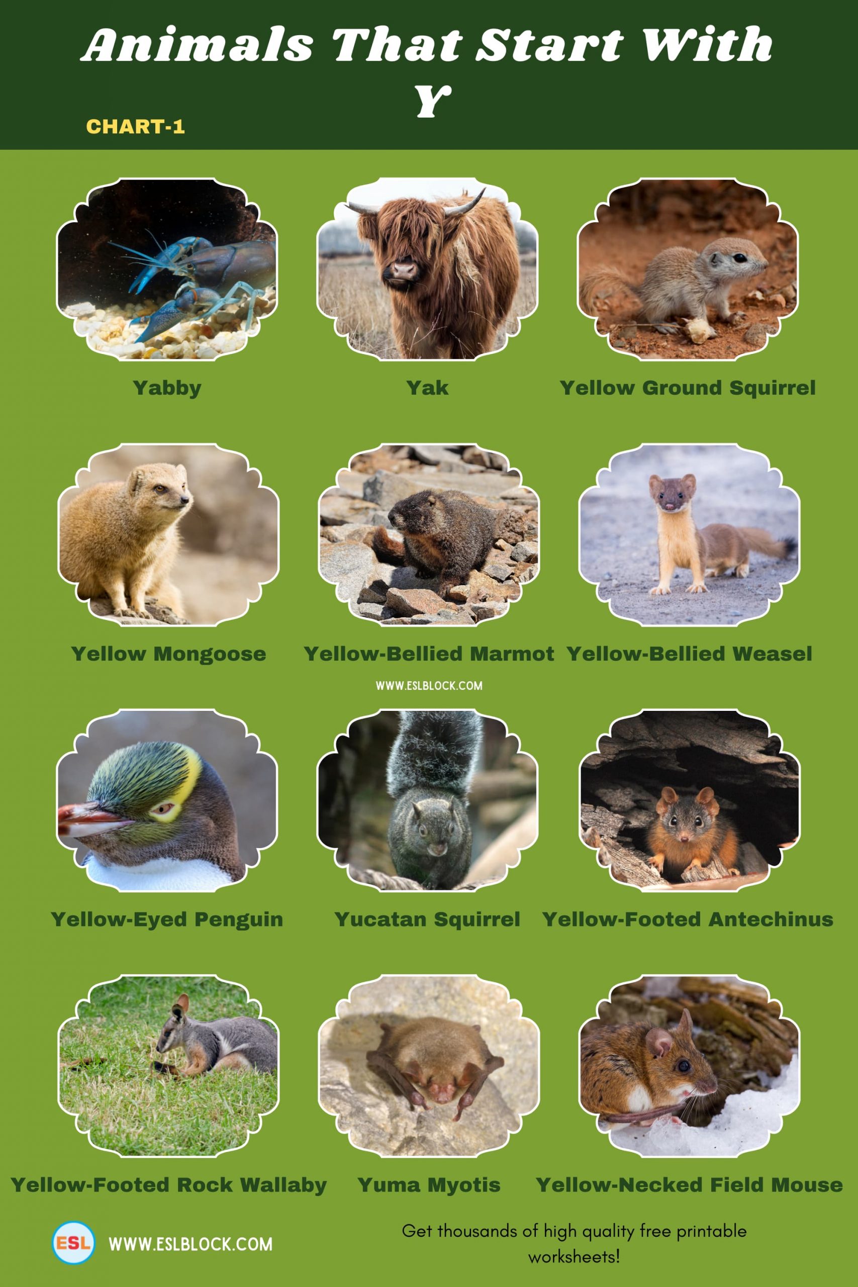5 Letter Animals Starting With Y, Animals List, Animals Names, Animals That Begins With Y, Animals That Start With Y, English, English Nouns, English Vocabulary, English Words, List of Animals That Start With Y, Nouns, Vocabulary, Y Animals, Y Animals in English, Y Animals Names