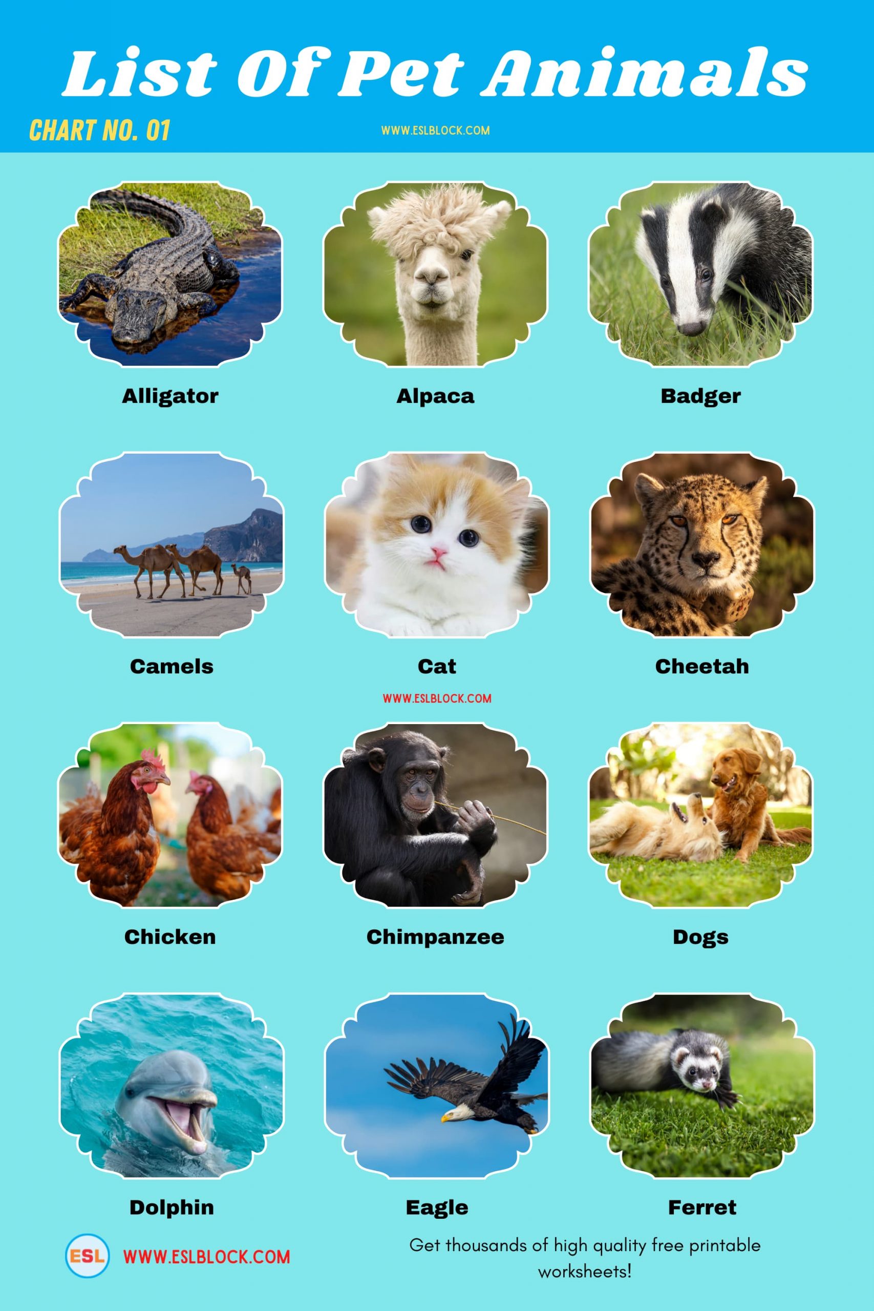 Animals Names, Best pet animals, Big pets, Cute pets, Different Types of pets, English, English Nouns, English Vocabulary, English Words, List of cute pets, Medium pet animals, Nouns, Pet animals, Pets List, Small pets, Vocabulary