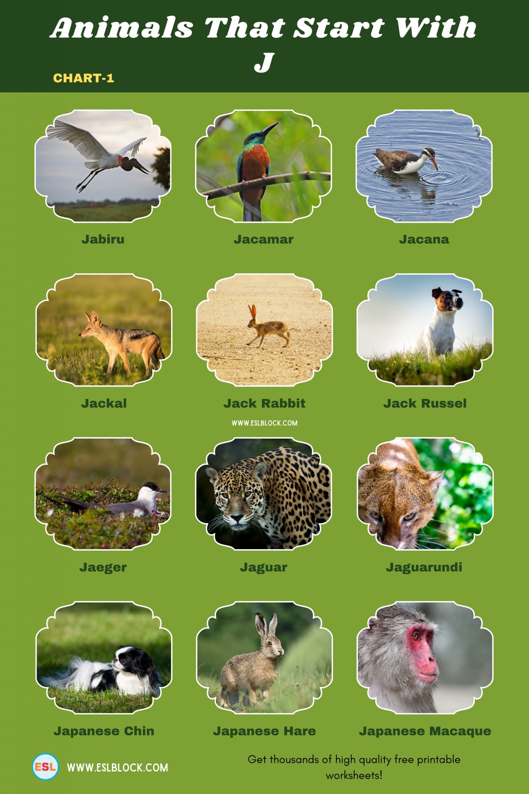 5 Letter Animals Starting With J, Animals List, Animals Names, Animals That Begins With J, Animals That Start With J, English, English Nouns, English Vocabulary, English Words, J Animals, J Animals in English, J Animals Names, List of Animals That Start With J, Nouns, Vocabulary