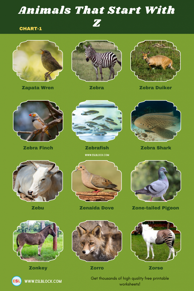 Animals That Start With Z English as a Second Language