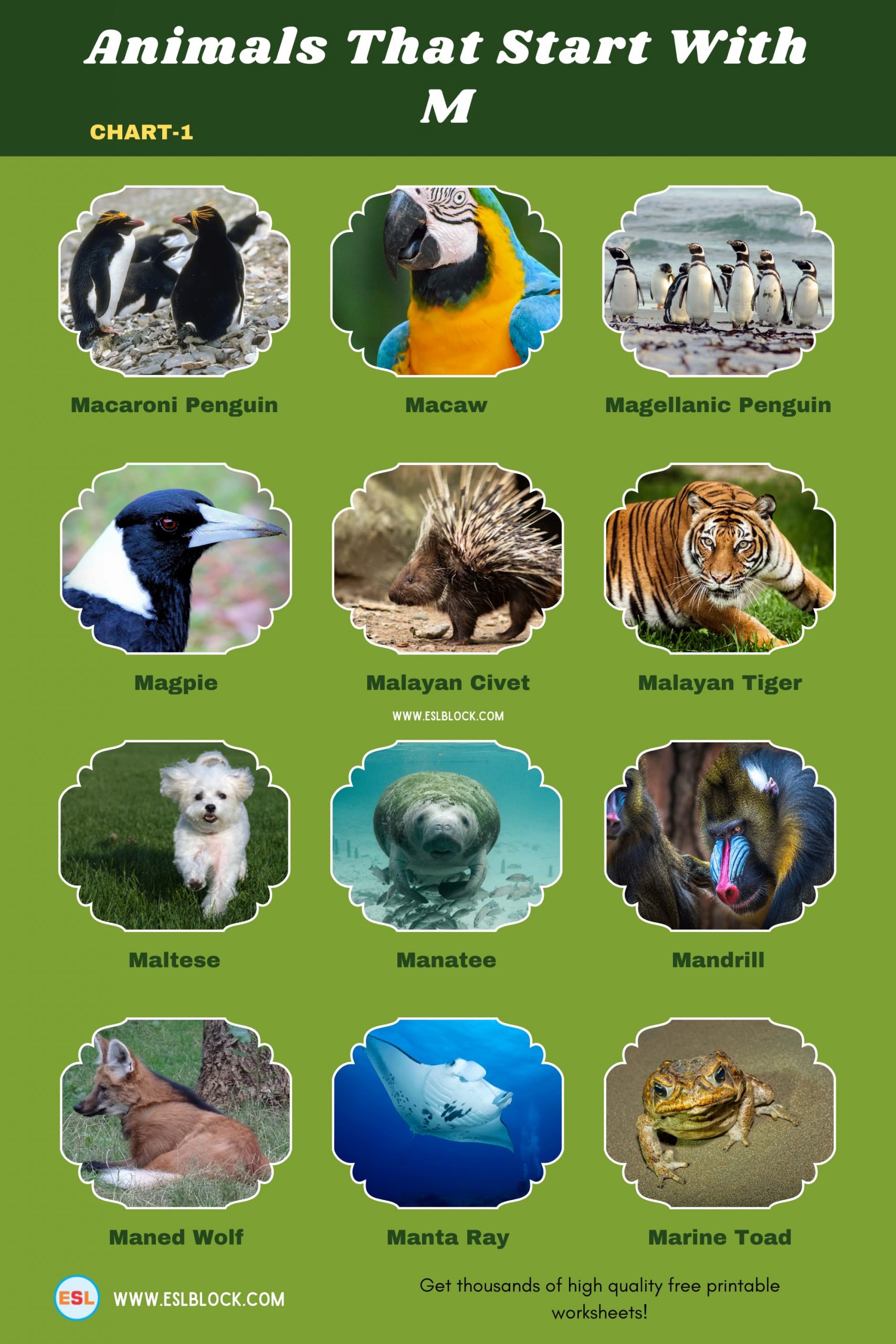 5 Letter Animals Starting With M, Animals List, Animals Names, Animals That Begins With M, Animals That Start With M, English, English Nouns, English Vocabulary, English Words, List of Animals That Start With M, M Animals, M Animals in English, M Animals Names, Nouns, Vocabulary