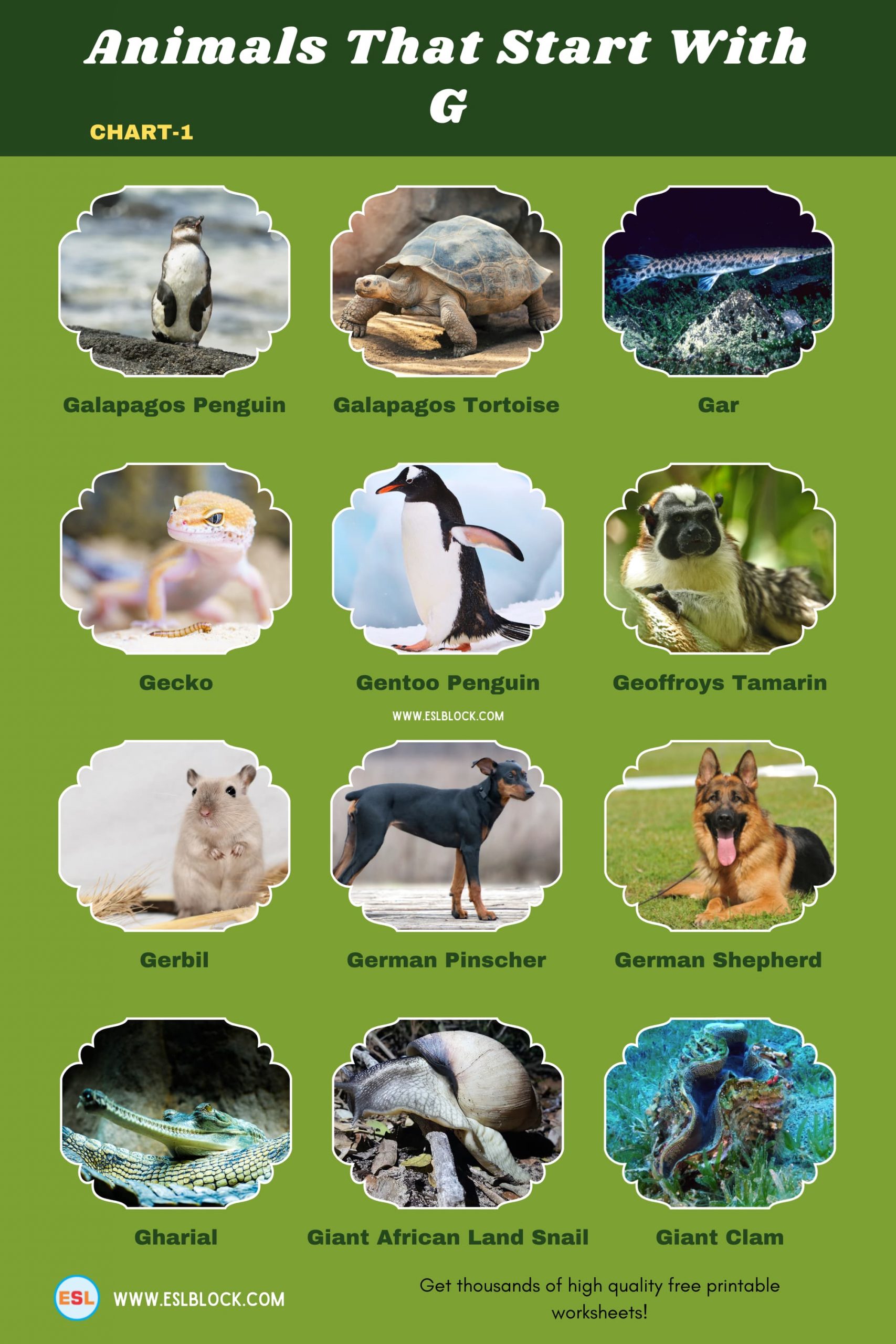 5 Letter Animals Starting With G, Animals List, Animals Names, Animals That Begins With G, Animals That Start With G, English, English Nouns, English Vocabulary, English Words, G Animals, G Animals in English, G Animals Names, List of Animals That Start With G, Nouns, Vocabulary