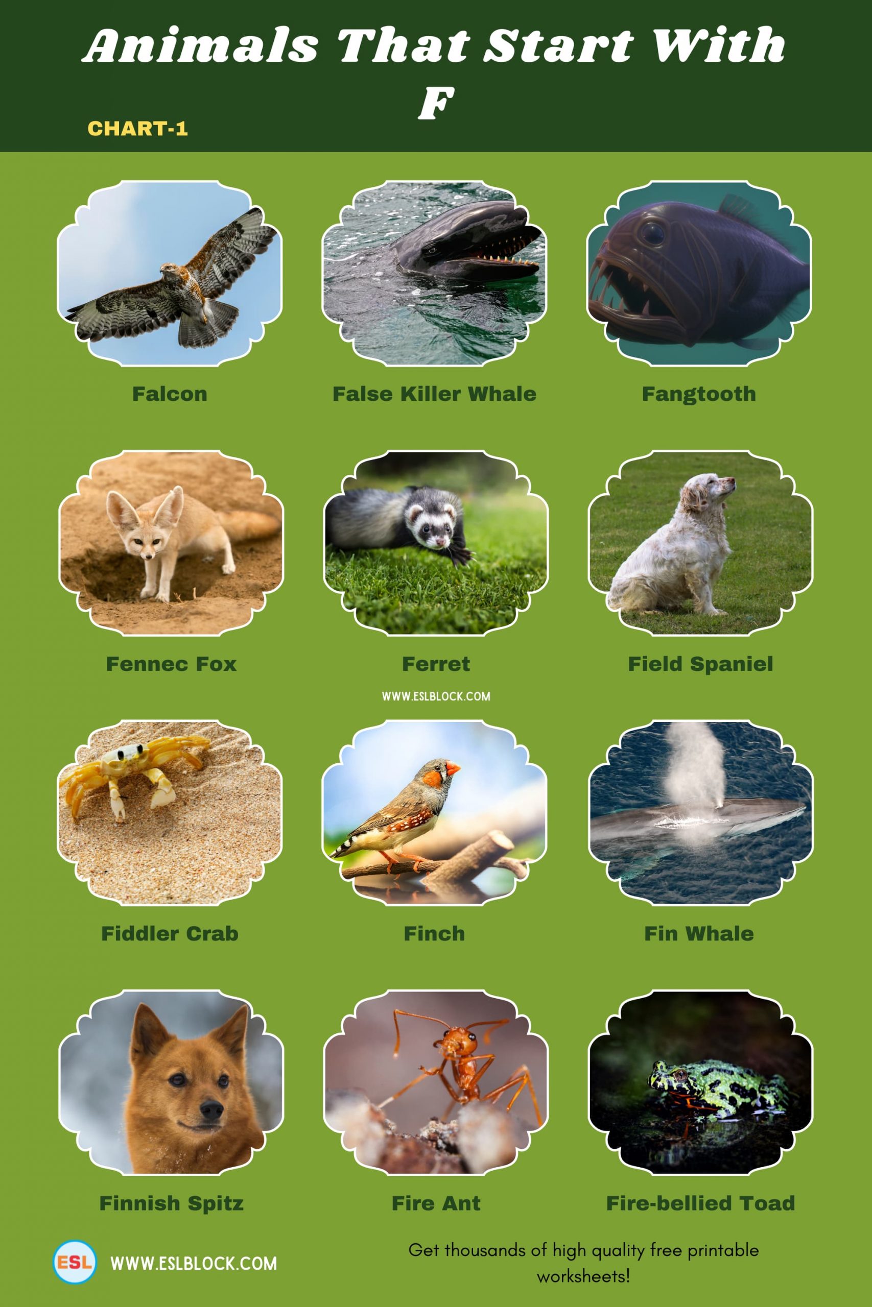 5 Letter Animals Starting With F, Animals List, Animals Names, Animals That Begins With F, Animals That Start With F, English, English Nouns, English Vocabulary, English Words, F Animals, F Animals in English, F Animals Names, List of Animals That Start With F, Nouns, Vocabulary