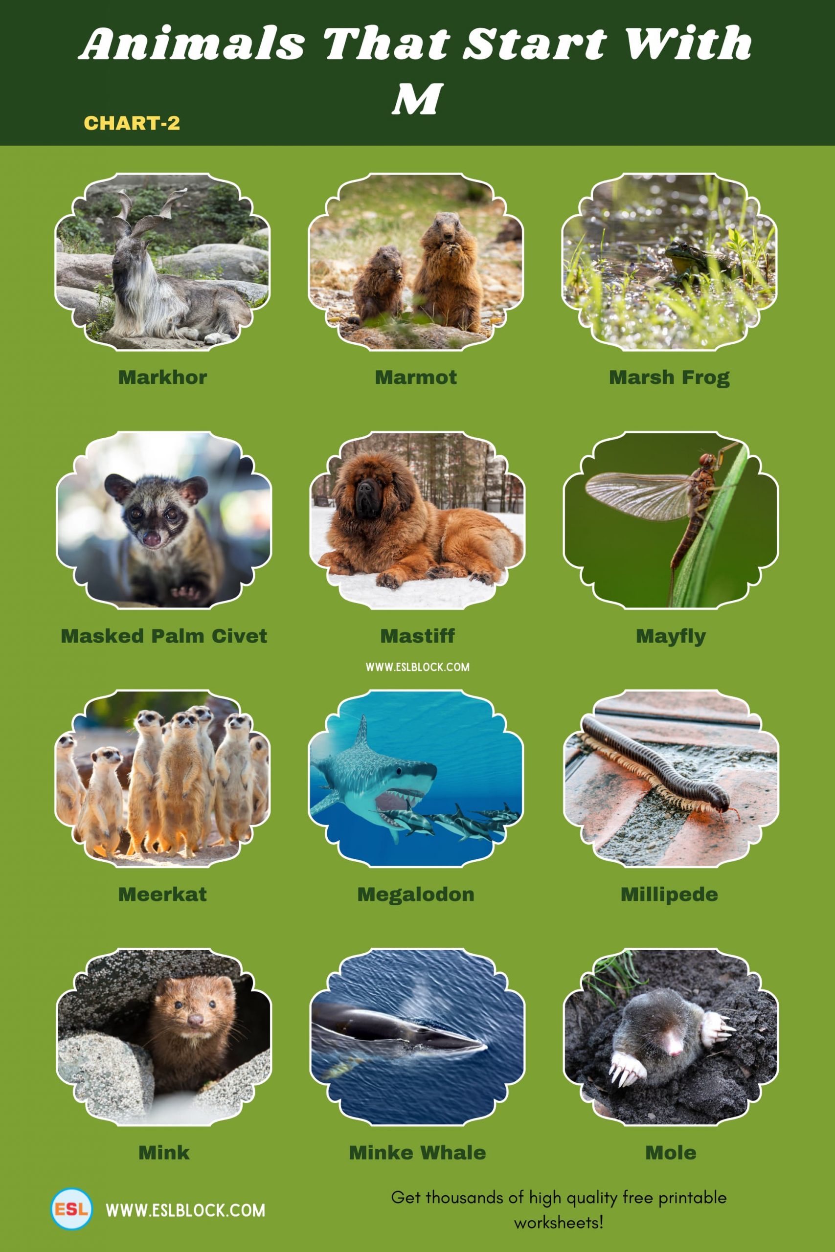 5 Letter Animals Starting With M, Animals List, Animals Names, Animals That Begins With M, Animals That Start With M, English, English Nouns, English Vocabulary, English Words, List of Animals That Start With M, M Animals, M Animals in English, M Animals Names, Nouns, Vocabulary