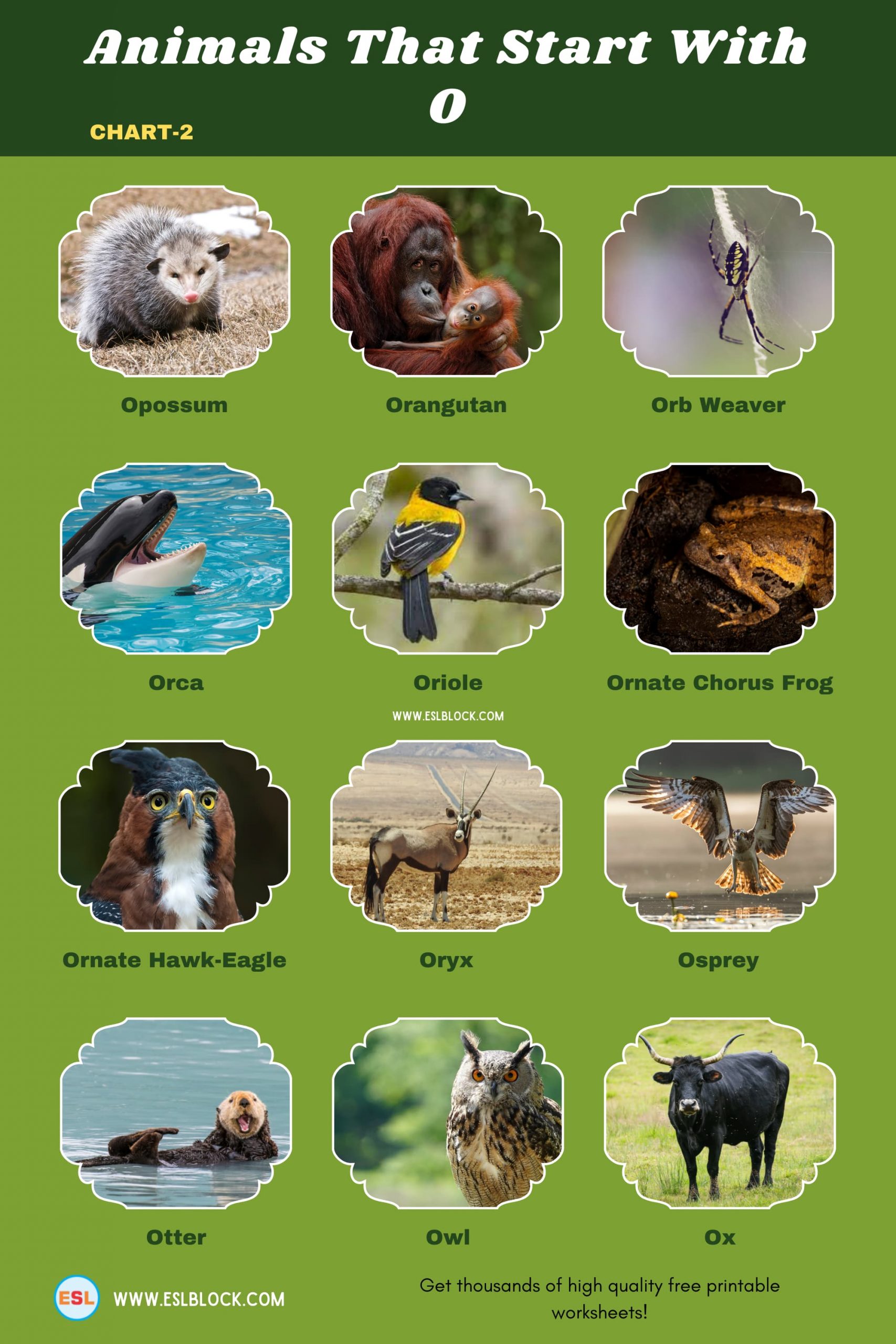 5 Letter Animals Starting With O, Animals List, Animals Names, Animals That Begins With O, Animals That Start With O, English, English Nouns, English Vocabulary, English Words, List of Animals That Start With O, Nouns, O Animals, O Animals in English, O Animals Names, Vocabulary