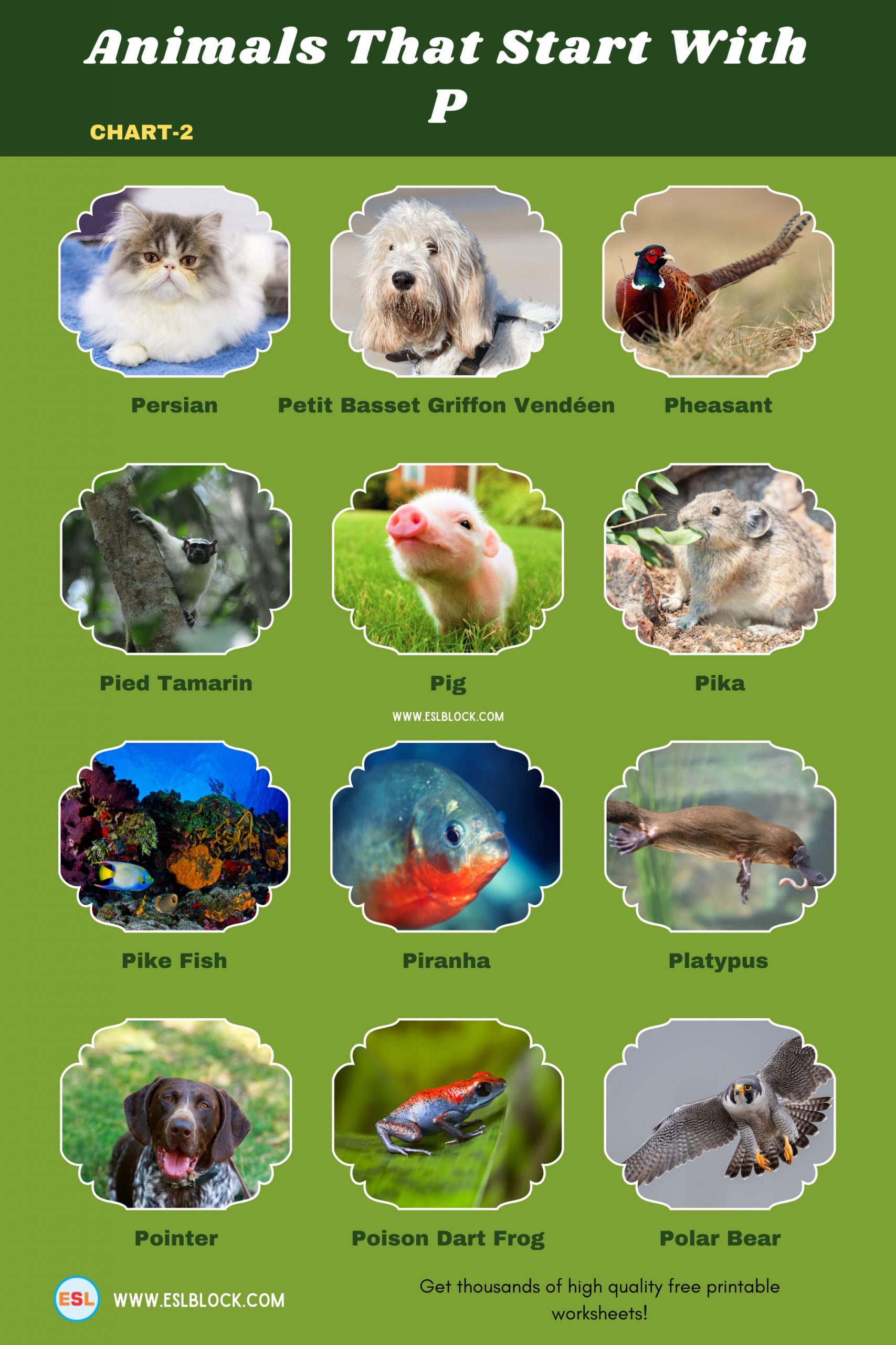 5 Letter Animals Starting With P, Animals List, Animals Names, Animals That Begins With P, Animals That Start With P, English, English Nouns, English Vocabulary, English Words, List of Animals That Start With P, Nouns, P Animals, P Animals in English, P Animals Names, Vocabulary