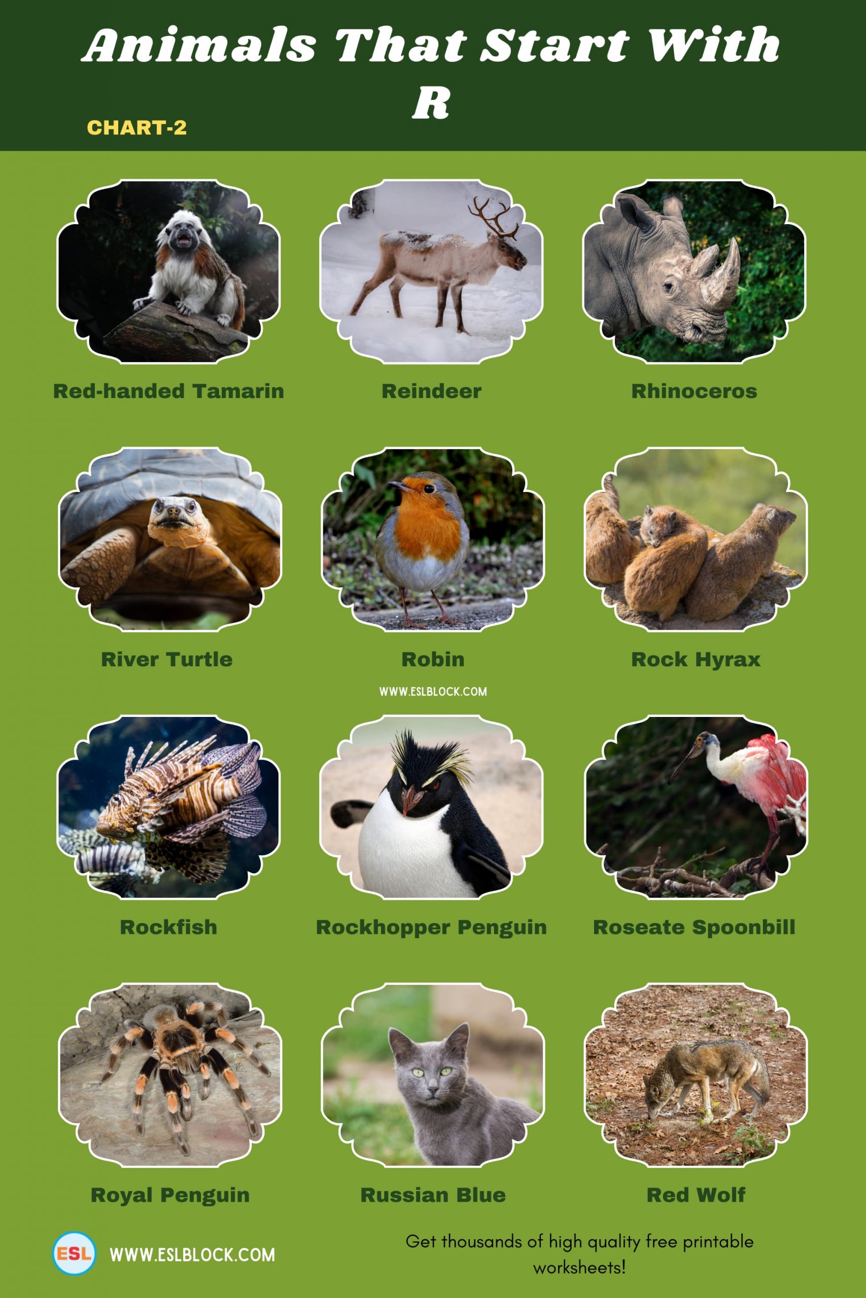 5 Letter Animals Starting With R, Animals List, Animals Names, Animals That Begins With R, Animals That Start With R, English, English Nouns, English Vocabulary, English Words, List of Animals That Start With R, Nouns, R Animals, R Animals in English, R Animals Names, Vocabulary