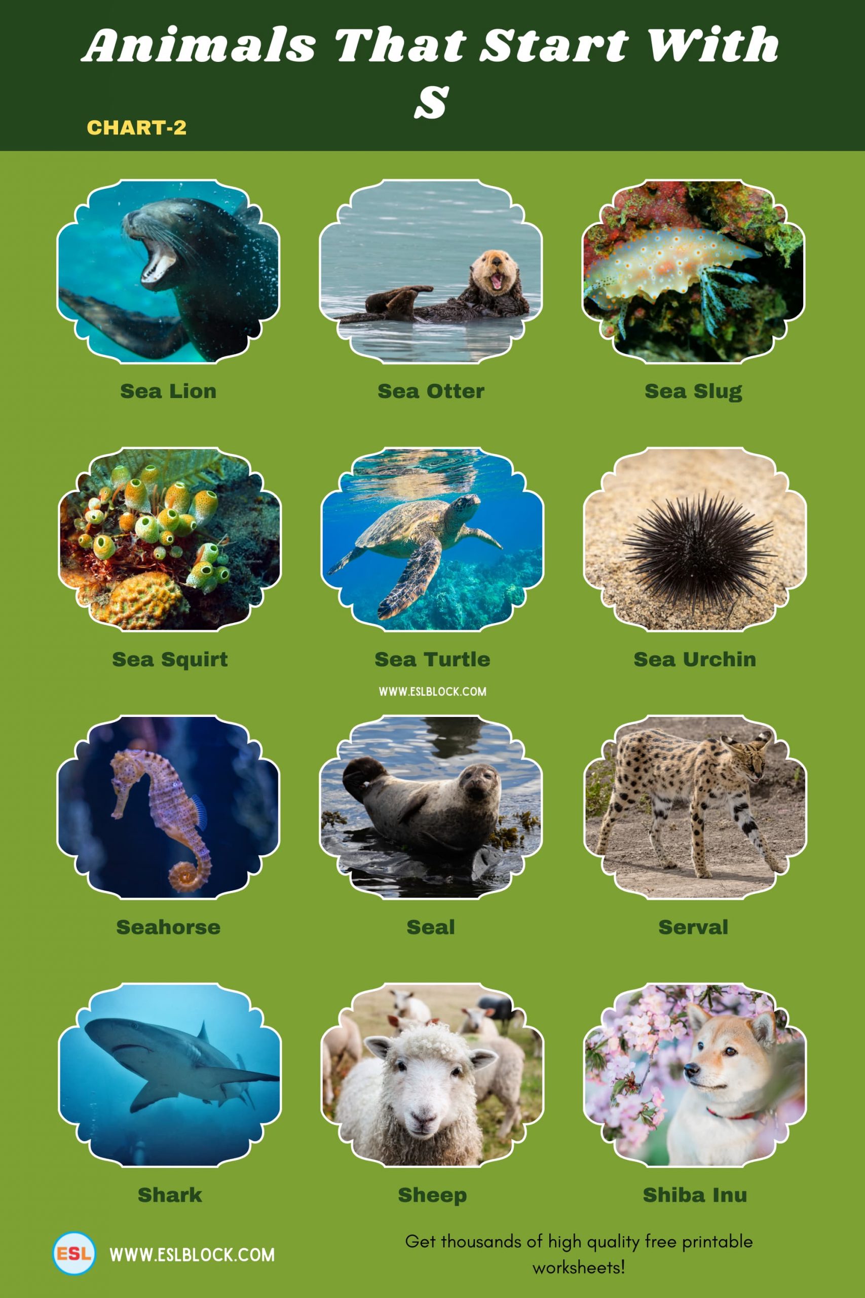 5 Letter Animals Starting With S, Animals List, Animals Names, Animals That Begins With S, Animals That Start With S, English, English Nouns, English Vocabulary, English Words, List of Animals That Start With S, Nouns, S Animals, S Animals in English, S Animals Names, Vocabulary