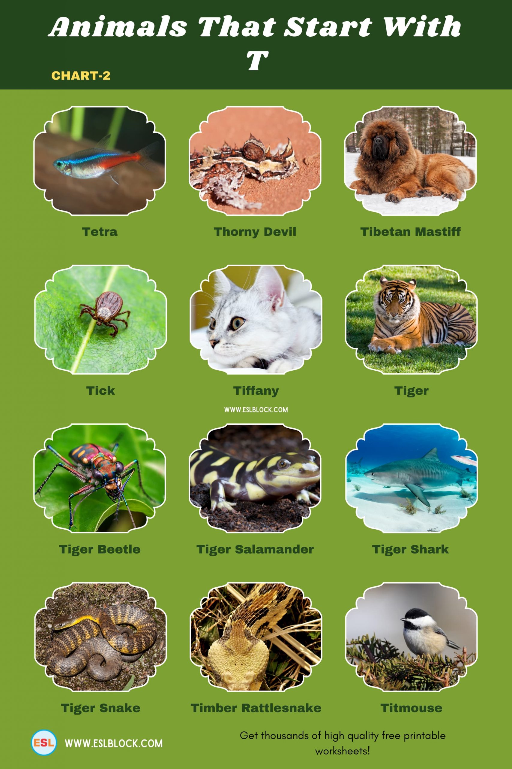 5 Letter Animals Starting With T, Animals List, Animals Names, Animals That Begins With T, Animals That Start With T, English, English Nouns, English Vocabulary, English Words, List of Animals That Start With T, Nouns, T Animals, T Animals in English, T Animals Names, Vocabulary