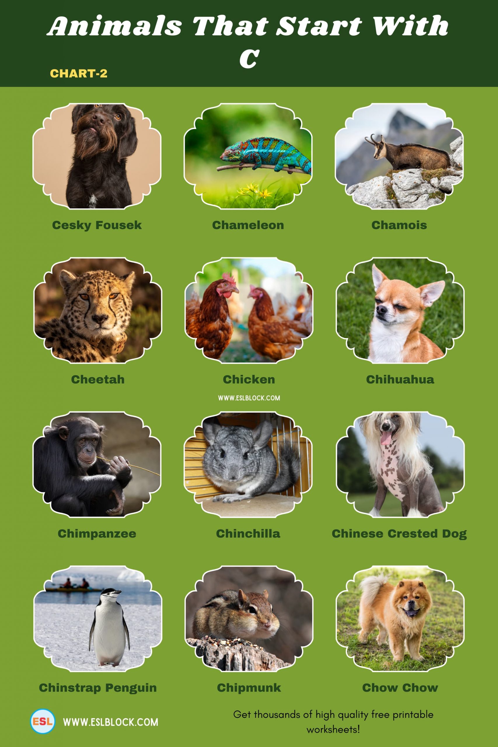 5 Letter Animals Starting With C, Animals List, Animals Names, Animals That Begins With C, Animals That Start With C, C Animals, C Animals in English, C Animals Names, English, English Nouns, English Vocabulary, English Words, List of Animals That Start With C, Nouns, Vocabulary