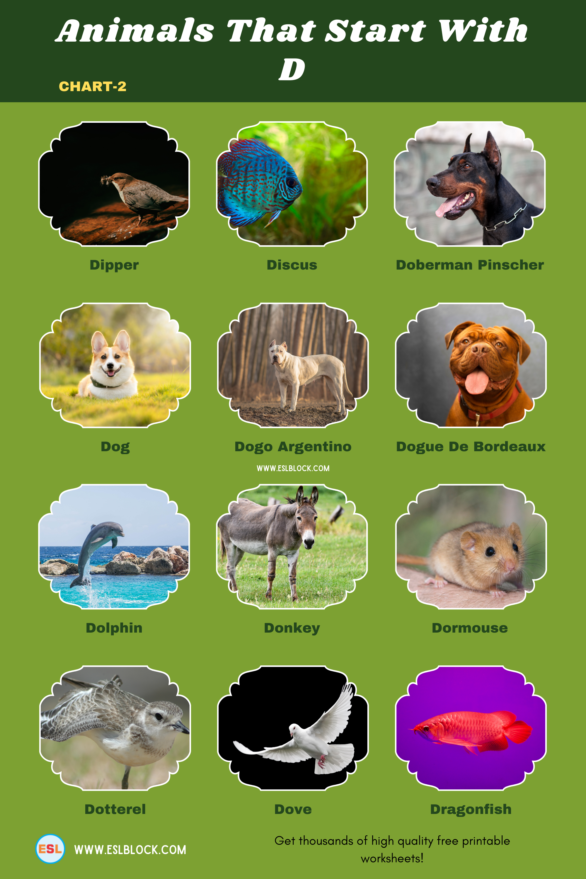 5 Letter Animals Starting With D, Animals List, Animals Names, Animals That Begins With D, Animals That Start With D, D Animals, D Animals in English, D Animals Names, English, English Nouns, English Vocabulary, English Words, List of Animals That Start With D, Nouns, Vocabulary