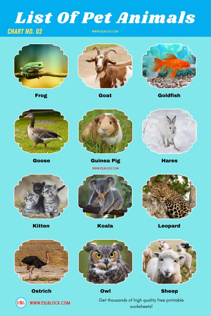 List Of Pet Animals Different Types of Pets English as a Second Language
