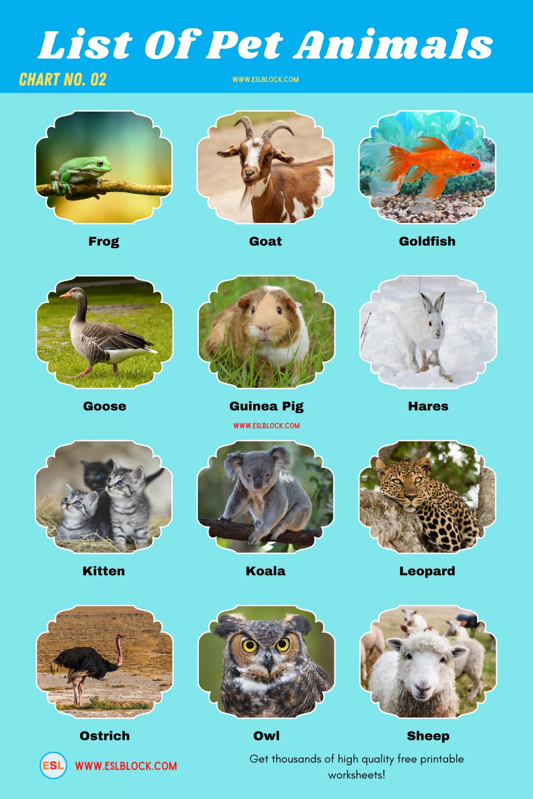 Animals Names, Best pet animals, Big pets, Cute pets, Different Types of pets, English, English Nouns, English Vocabulary, English Words, List of cute pets, Medium pet animals, Nouns, Pet animals, Pets List, Small pets, Vocabulary