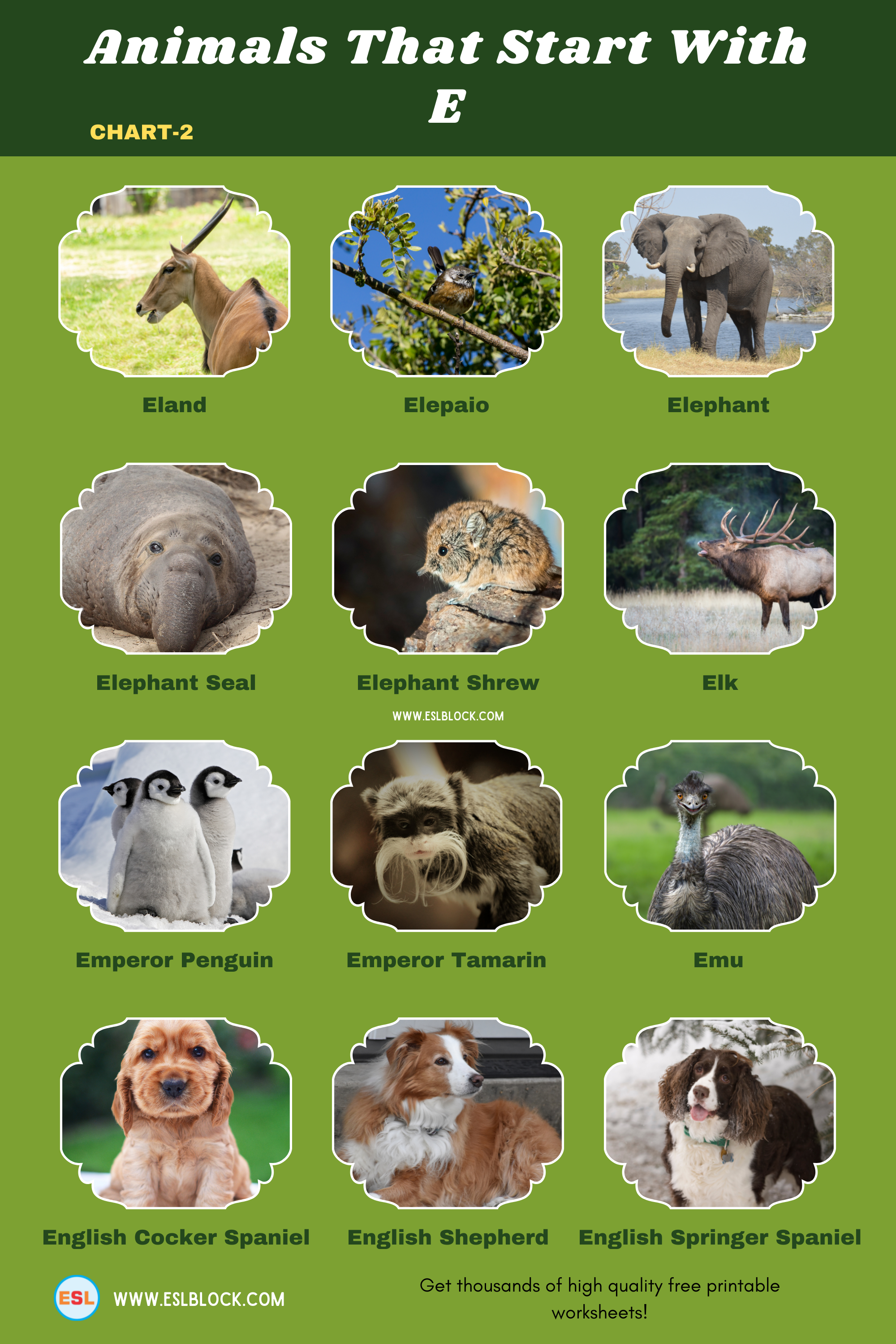 5 Letter Animals Starting With E, Animals List, Animals Names, Animals That Begins With E, Animals That Start With E, E Animals, E Animals in English, E Animals Names, English, English Nouns, English Vocabulary, English Words, List of Animals That Start With E, Nouns, Vocabulary