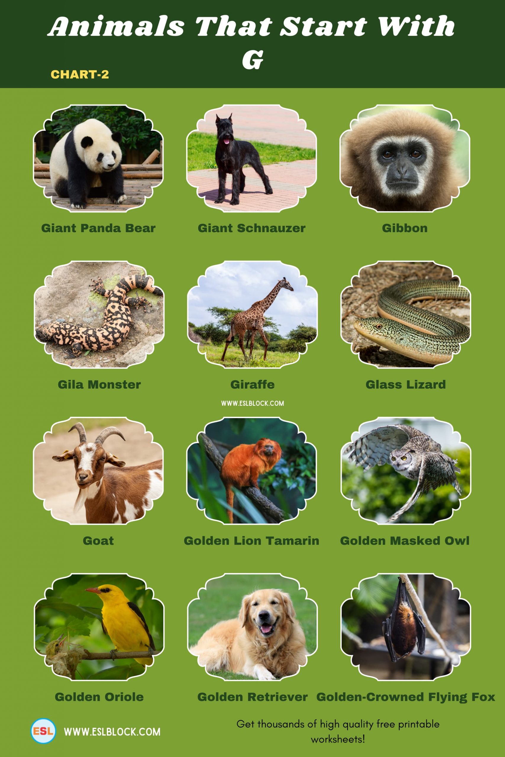 5 Letter Animals Starting With G, Animals List, Animals Names, Animals That Begins With G, Animals That Start With G, English, English Nouns, English Vocabulary, English Words, G Animals, G Animals in English, G Animals Names, List of Animals That Start With G, Nouns, Vocabulary