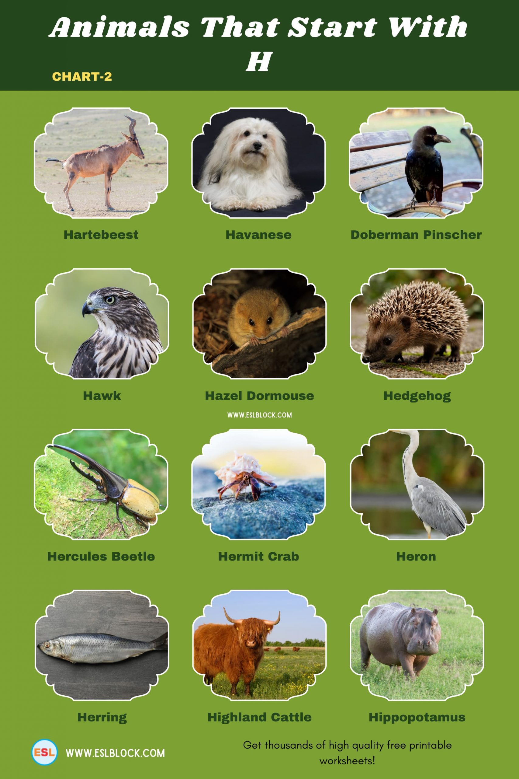 5 Letter Animals Starting With H, Animals List, Animals Names, Animals That Begins With H, Animals That Start With H, English, English Nouns, English Vocabulary, English Words, H Animals, H Animals in English, H Animals Names, List of Animals That Start With H, Nouns, Vocabulary