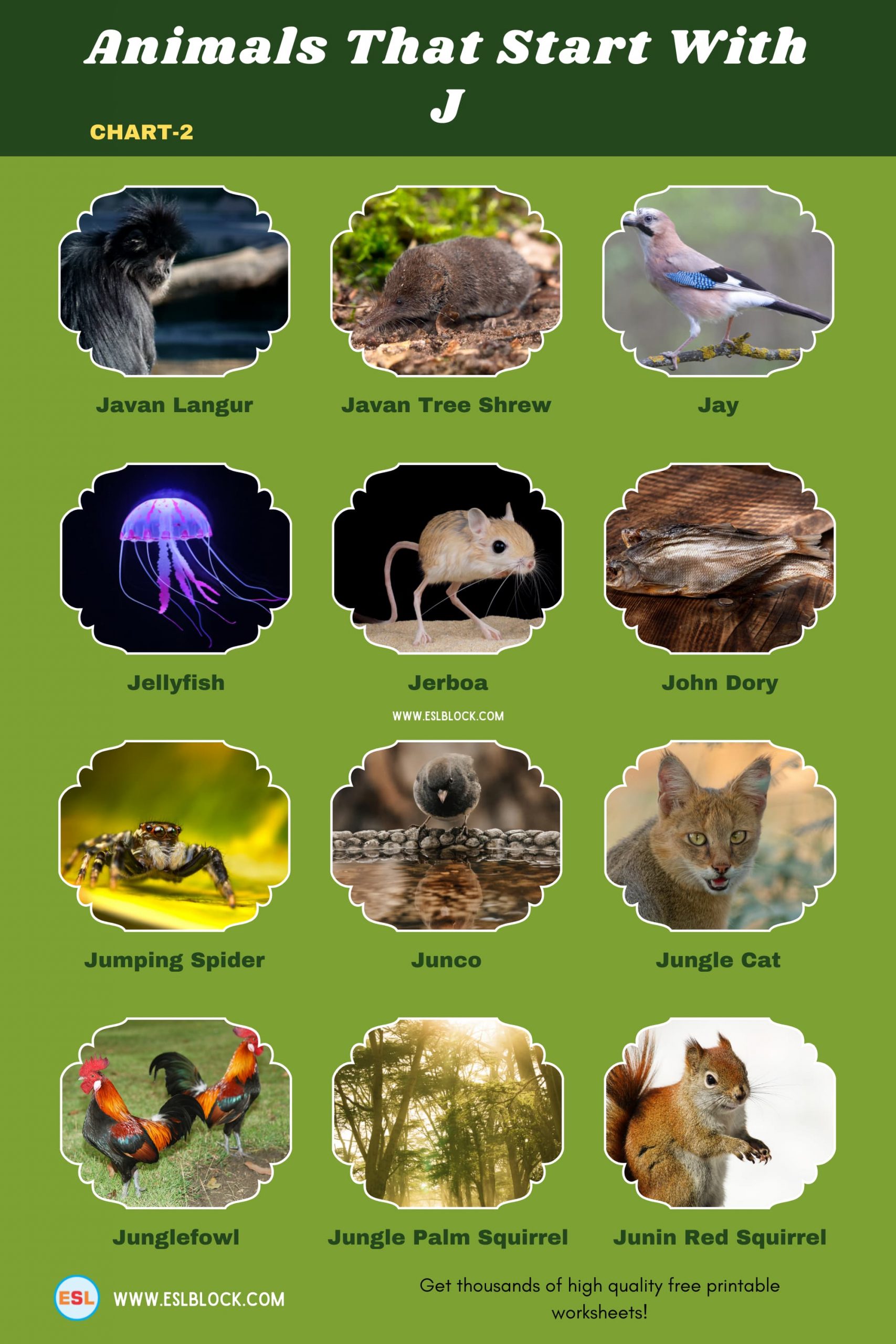 5 Letter Animals Starting With J, Animals List, Animals Names, Animals That Begins With J, Animals That Start With J, English, English Nouns, English Vocabulary, English Words, J Animals, J Animals in English, J Animals Names, List of Animals That Start With J, Nouns, Vocabulary