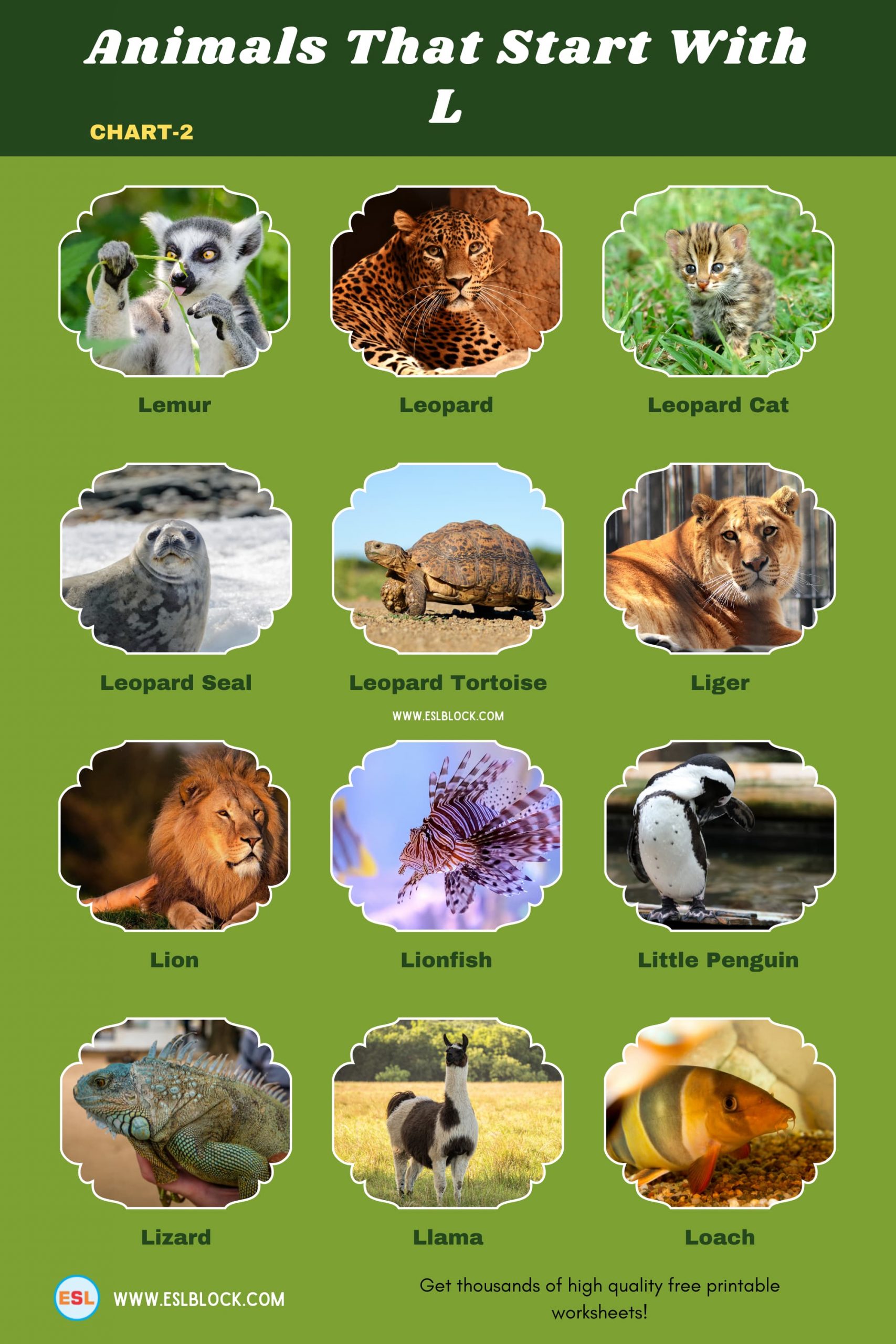 5 Letter Animals Starting With L, Animals List, Animals Names, Animals That Begins WithL L, Animals That Start With L, English, English Nouns, English Vocabulary, English Words, L Animals, L Animals in English, L Animals Names, List of Animals That Start With L, Nouns, Vocabulary