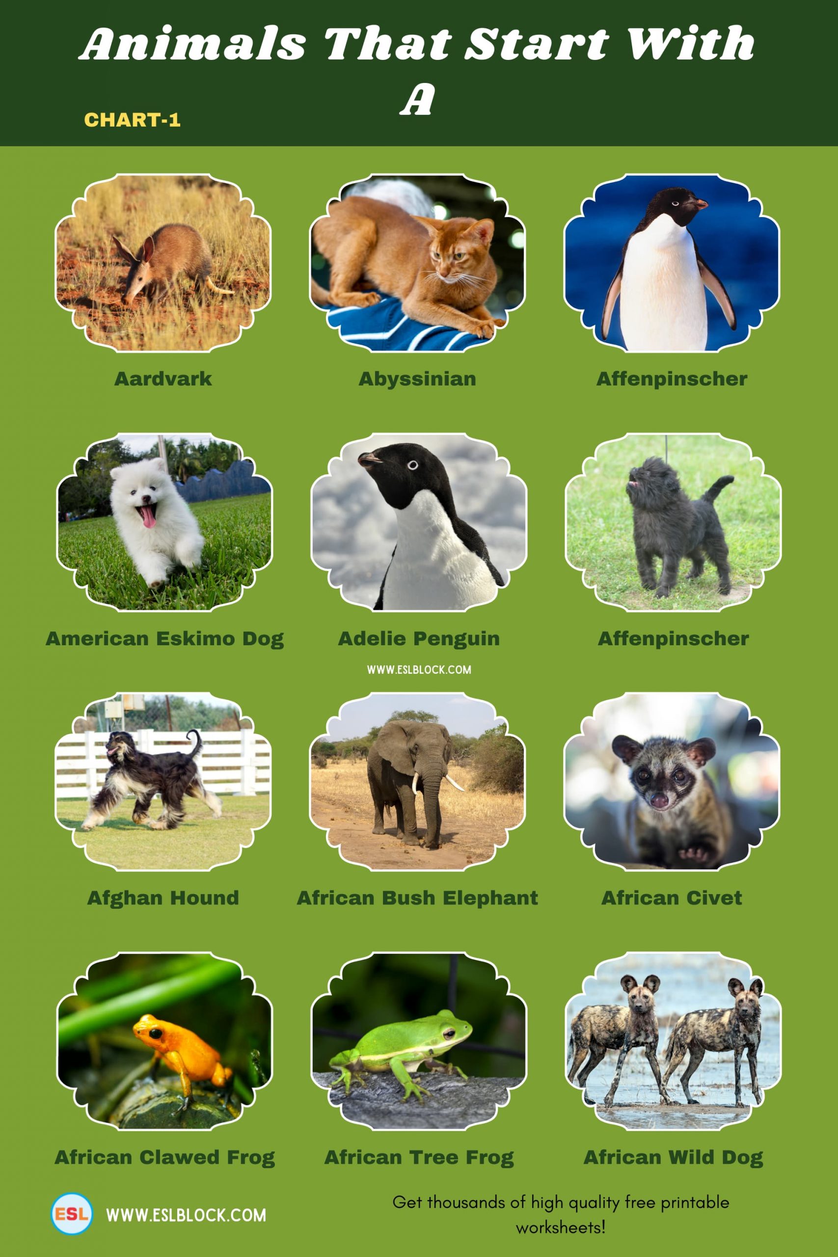 5 Letter Animals Starting With A, A Animals, A Animals in English, A Animals Names, Animals List, Animals Names, Animals That Begins With A, Animals That Start With A, English, English Nouns, English Vocabulary, English Words, List of Animals That Start With A, Nouns, Vocabulary