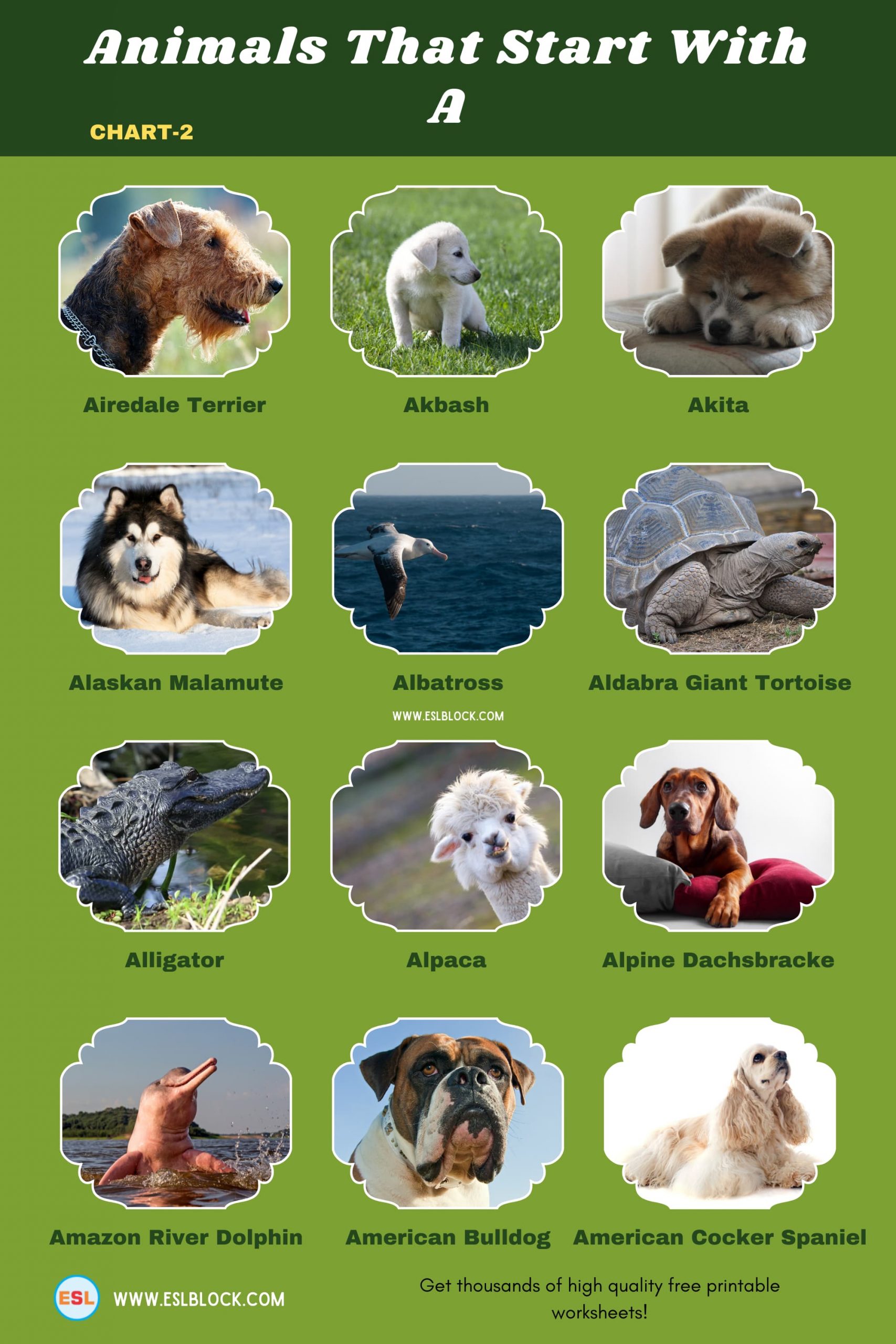 5 Letter Animals Starting With A, A Animals, A Animals in English, A Animals Names, Animals List, Animals Names, Animals That Begins With A, Animals That Start With A, English, English Nouns, English Vocabulary, English Words, List of Animals That Start With A, Nouns, Vocabulary