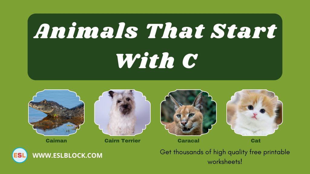 animals-that-start-with-c-english-as-a-second-language