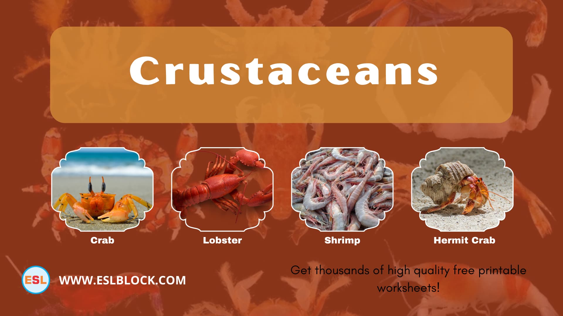 Animals Names, Best Crustaceans, Crustaceans, Crustaceans List, Different Types of Crustaceans, English, English Nouns, English Vocabulary, English Words, Hunting Crustaceans, List of Crustaceans, Medium Crustaceans, Small Crustaceans, Vocabulary