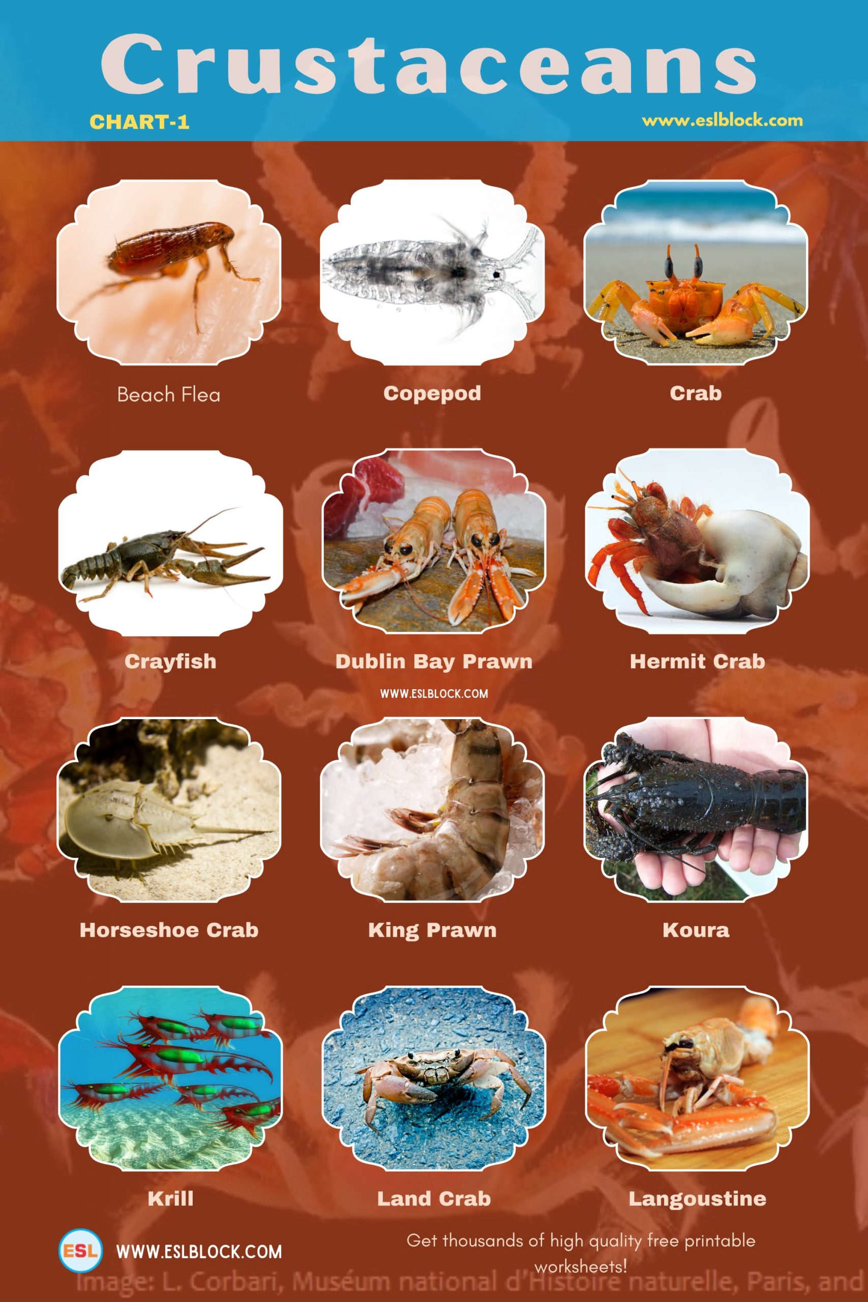 Animals Names, Best Crustaceans, Crustaceans, Crustaceans List, Different Types of Crustaceans, English, English Nouns, English Vocabulary, English Words, Hunting Crustaceans, List of Crustaceans, Medium Crustaceans, Small Crustaceans, Vocabulary