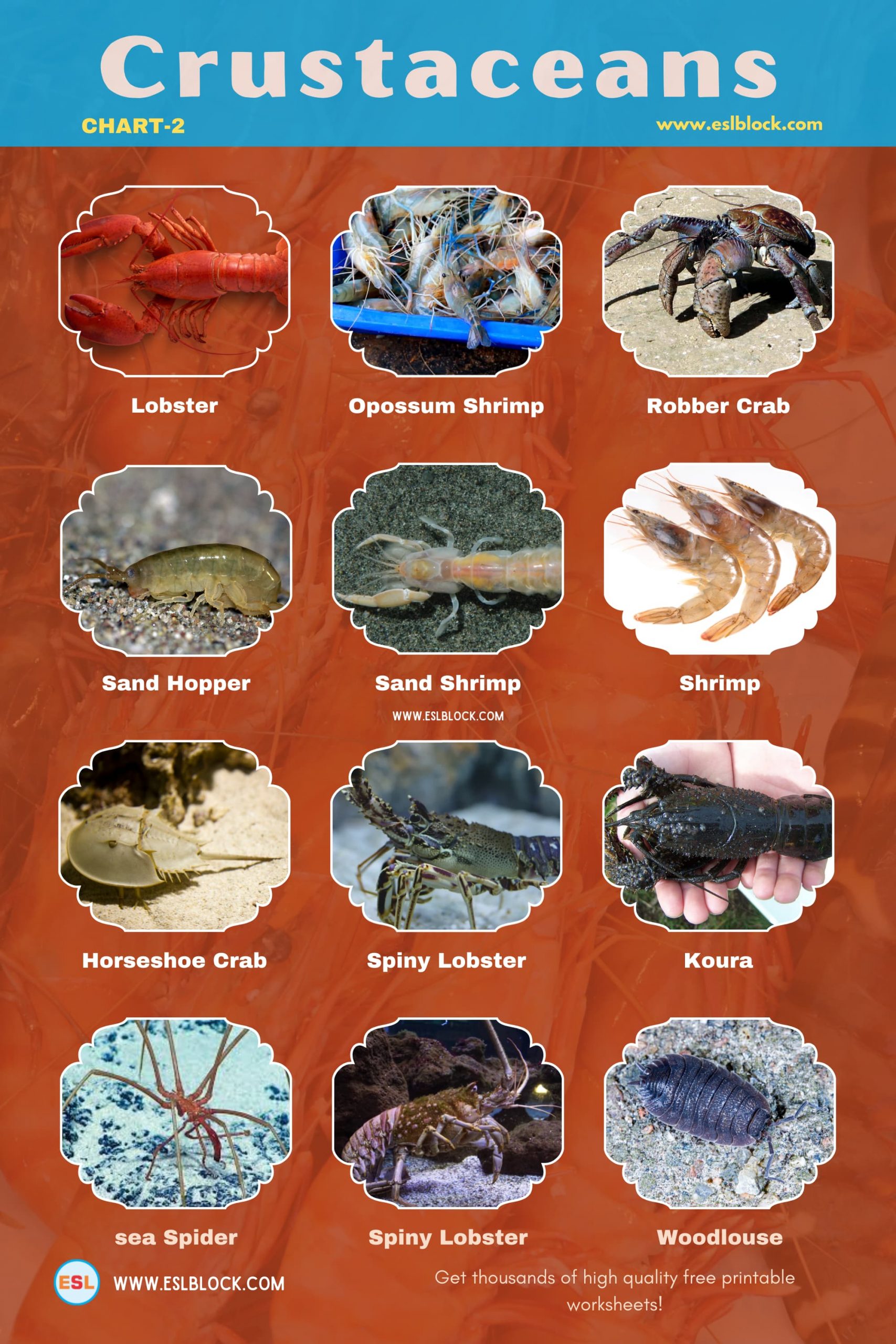 Animals Names, Best Crustaceans, Crustaceans, Crustaceans List, Different Types of Crustaceans, English, English Nouns, English Vocabulary, English Words, Hunting Crustaceans, List of Crustaceans, Medium Crustaceans, Small Crustaceans, Vocabulary