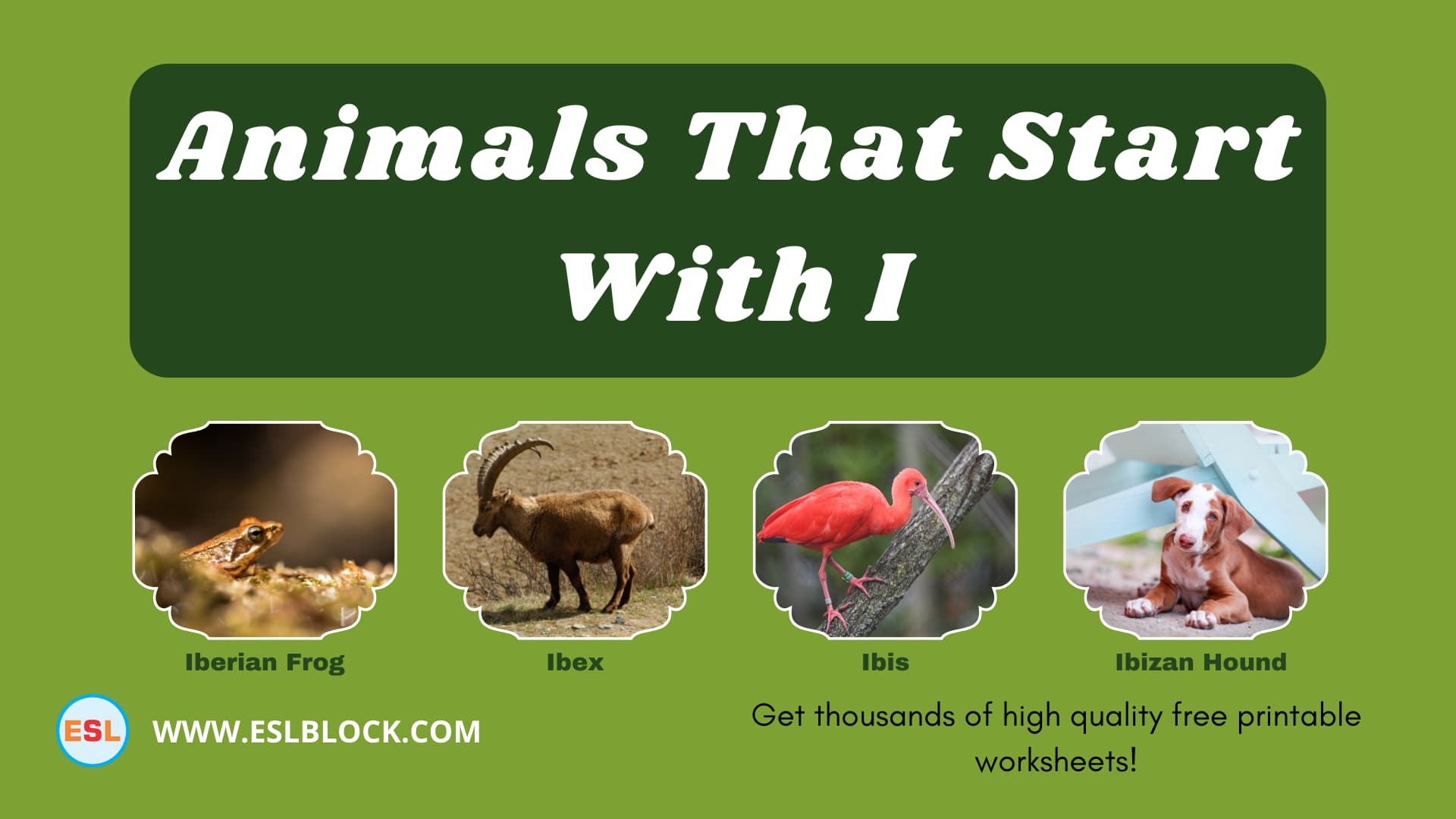 5 Letter Animals Starting With I, Animals List, Animals Names, Animals That Begins With I, Animals That Start With I, English, English Nouns, English Vocabulary, English Words, I Animals, I Animals in English, I Animals Names, List of Animals That Start With I, Nouns, Vocabulary