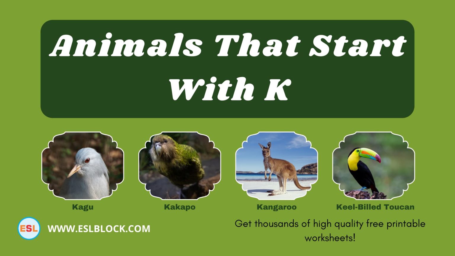 Animals That Start With K - English as a Second Language