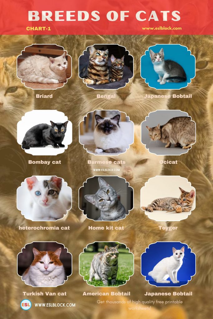 Cat Breeds: Different Types of Cats - English as a Second Language