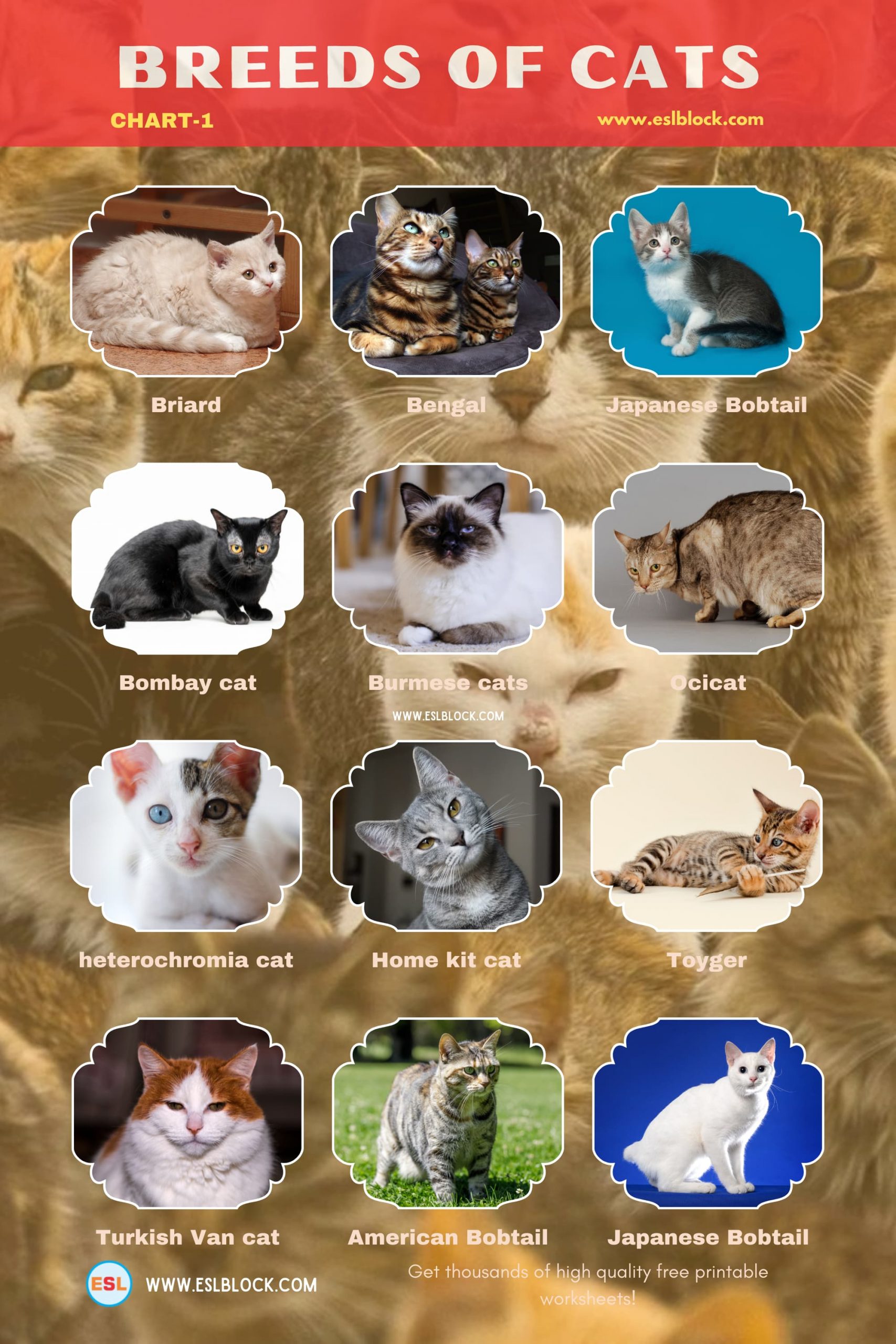 Animals Names, Best cat breeds, Big cat breeds, Cat Breeds, Cats List, Cute cat breeds, Different Types of Cats, English, English Nouns, English Vocabulary, English Words, Hunting cat breeds, List of Cat Breeds, Medium cat breeds, Nouns, Small cat breeds, Vocabulary