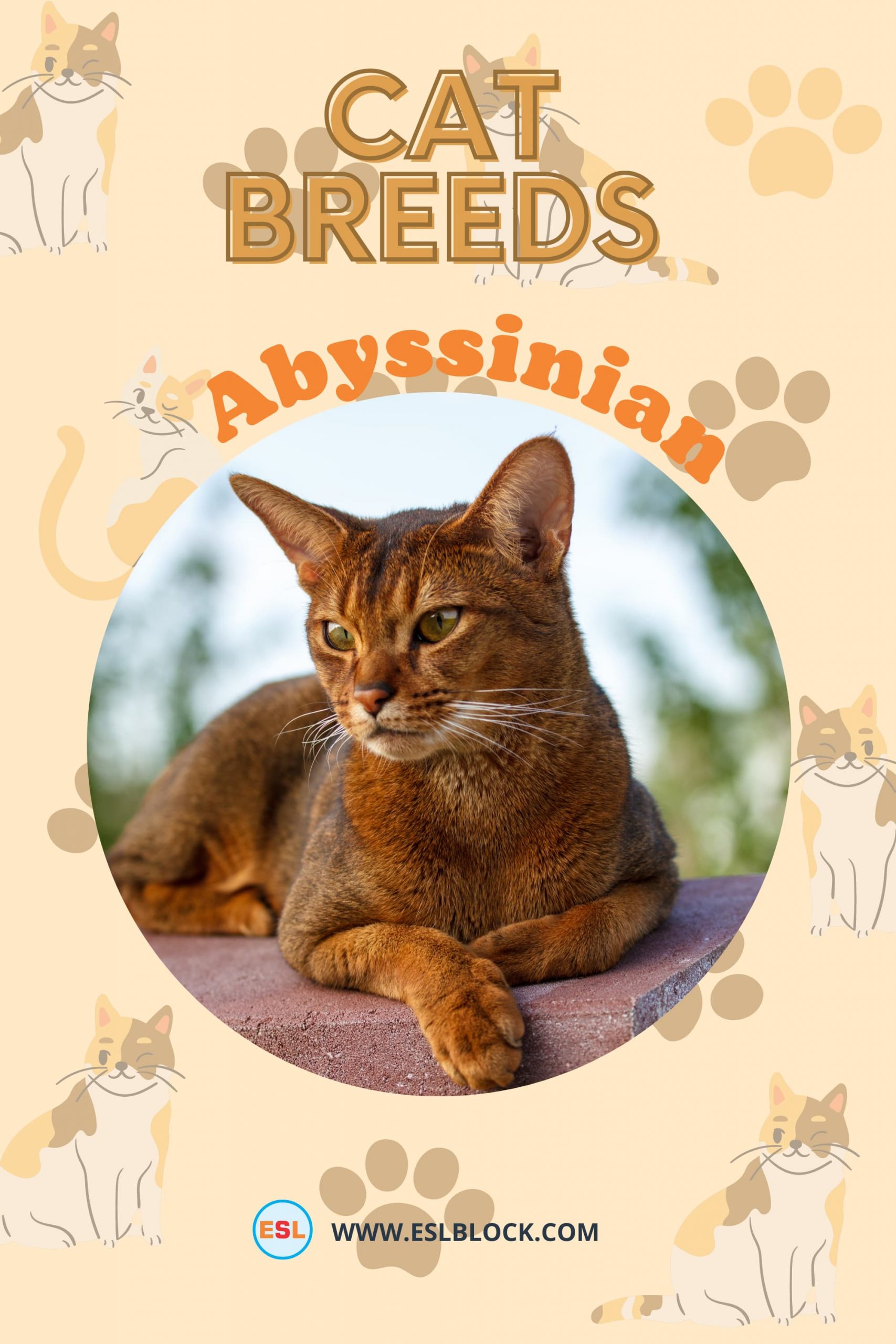 Animals Names, Best cat breeds, Big cat breeds, Cat Breeds, Cats List, Cute cat breeds, Different Types of Cats, English, English Nouns, English Vocabulary, English Words, Hunting cat breeds, List of Cat Breeds, Medium cat breeds, Nouns, Small cat breeds, Vocabulary