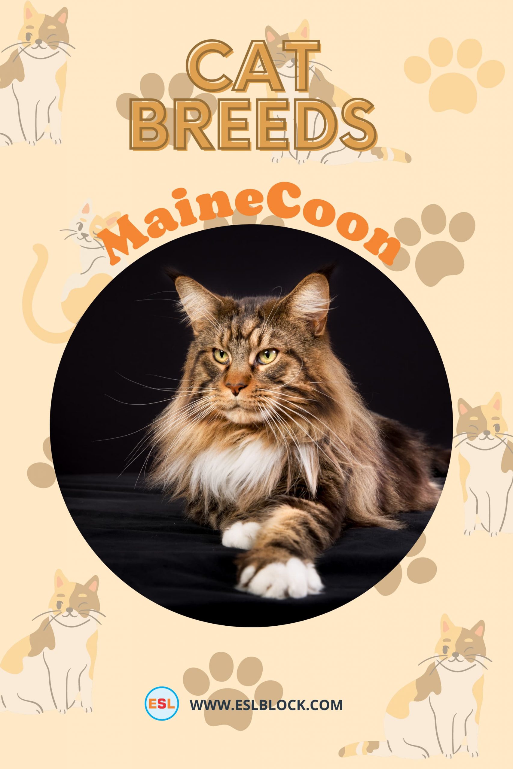 Animals Names, Best cat breeds, Big cat breeds, Cat Breeds, Cats List, Cute cat breeds, Different Types of Cats, English, English Nouns, English Vocabulary, English Words, Hunting cat breeds, List of Cat Breeds, Medium cat breeds, Nouns, Small cat breeds, Vocabulary