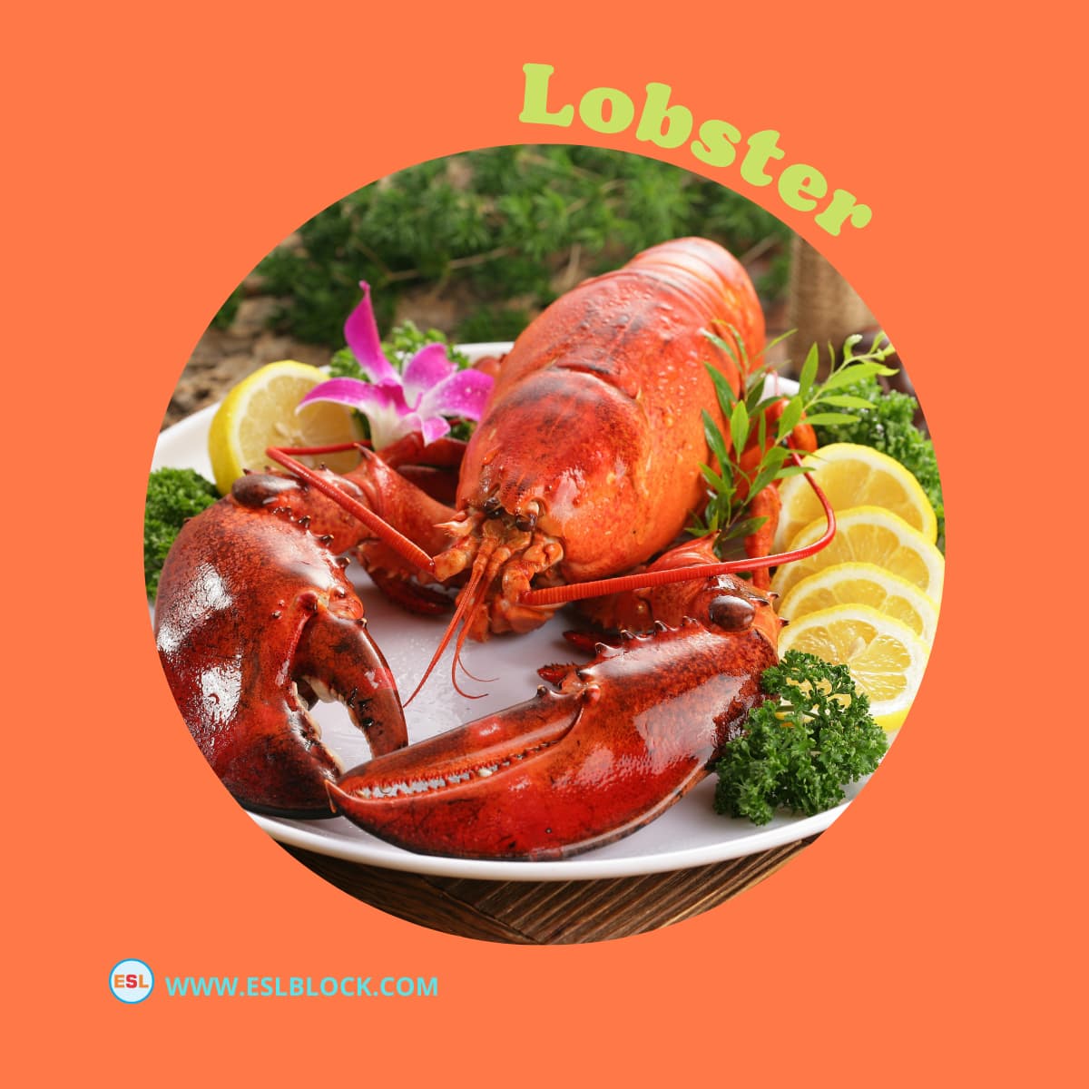 Animals Names, Best Crustaceans, Crustaceans, Crustaceans List, Different Types of Crustaceans, English, English Nouns, English Vocabulary, English Words, Hunting Crustaceans, List of Crustaceans, Medium Crustaceans, Small Crustaceans, Vocabulary