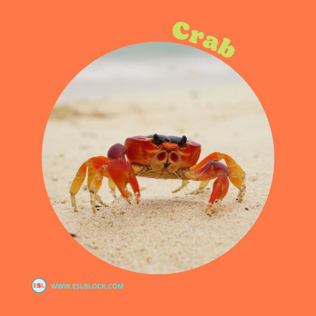 Animals Names, Best Crustaceans, Crustaceans, Crustaceans List, Different Types of Crustaceans, English, English Nouns, English Vocabulary, English Words, Hunting Crustaceans, List of Crustaceans, Medium Crustaceans, Small Crustaceans, Vocabulary