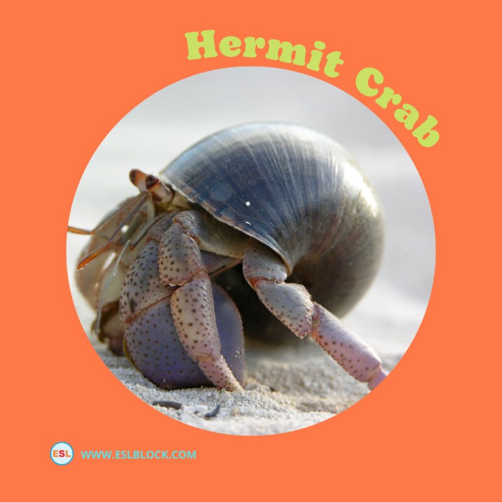 Animals Names, Best Crustaceans, Crustaceans, Crustaceans List, Different Types of Crustaceans, English, English Nouns, English Vocabulary, English Words, Hunting Crustaceans, List of Crustaceans, Medium Crustaceans, Small Crustaceans, Vocabulary