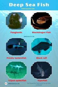 List of Deep Sea Fish: Types of Deep Sea Fish with Interesting Facts ...