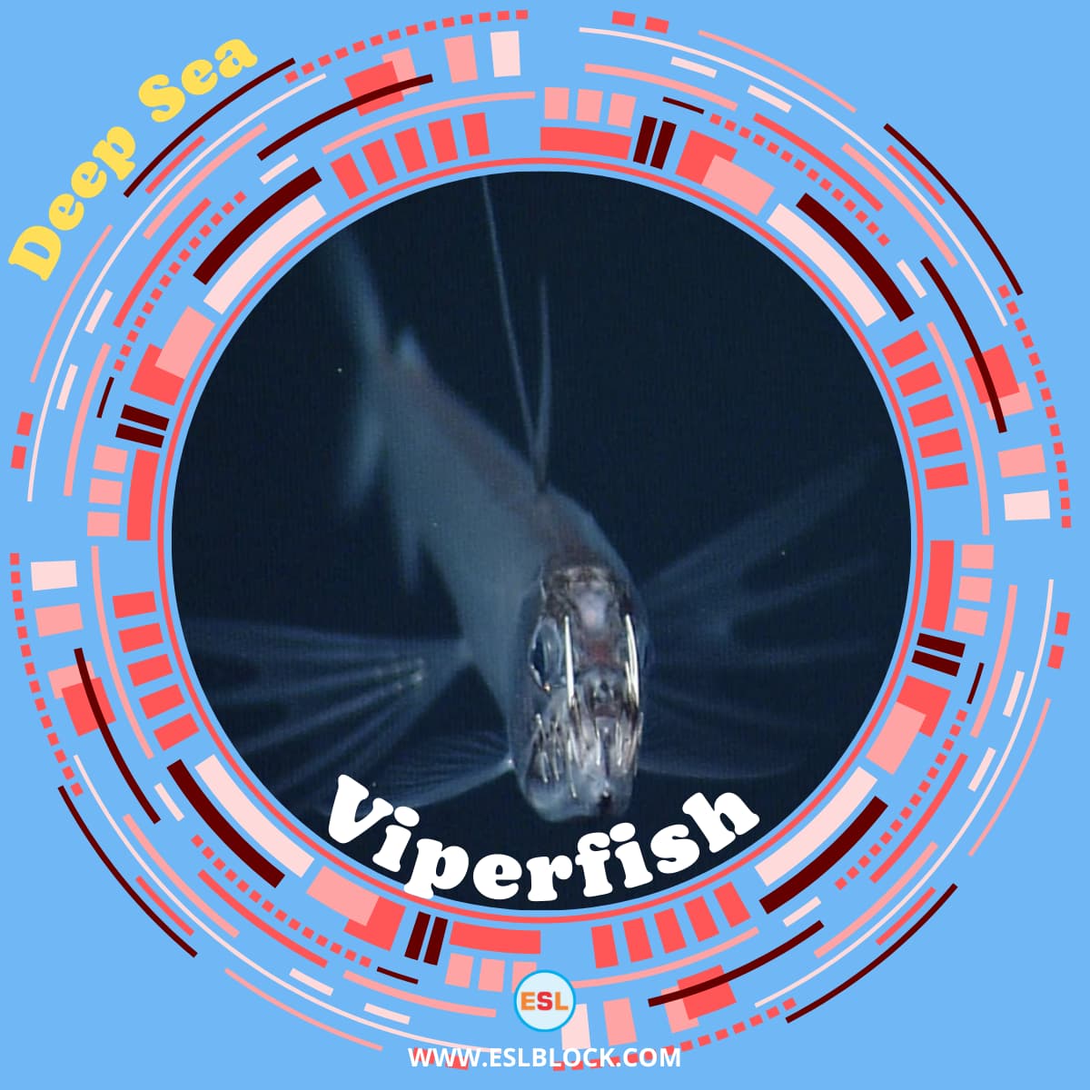 List of Deep Sea Fish Types of Deep Sea Fish with Interesting Facts