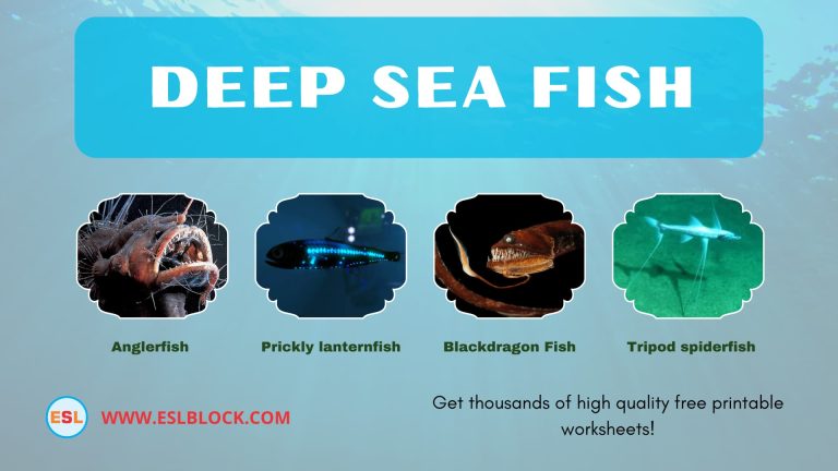 Animals Names, Best Fish, Big Fish, Cute Fish, Deep Sea Fish, Different Types Fish, English, English Nouns, English Vocabulary, English Words, Fish, Fish List, List of Fish, Medium Fish, Nouns, Sea Animals, Small Fish, Types of Deep Sea Fish, Vocabulary