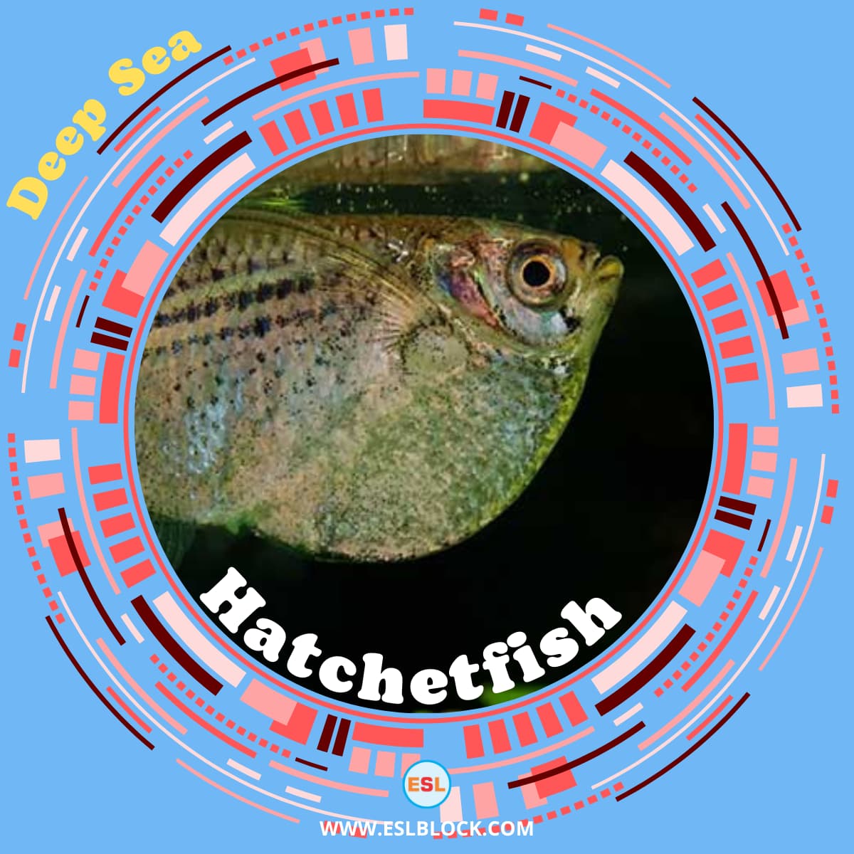 List of Deep Sea Fish Types of Deep Sea Fish with Interesting Facts